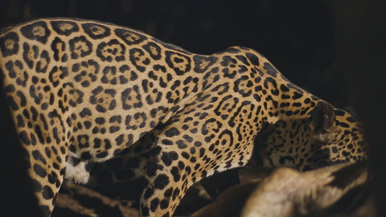 Costa Rica – Das Jaguar-Paradies