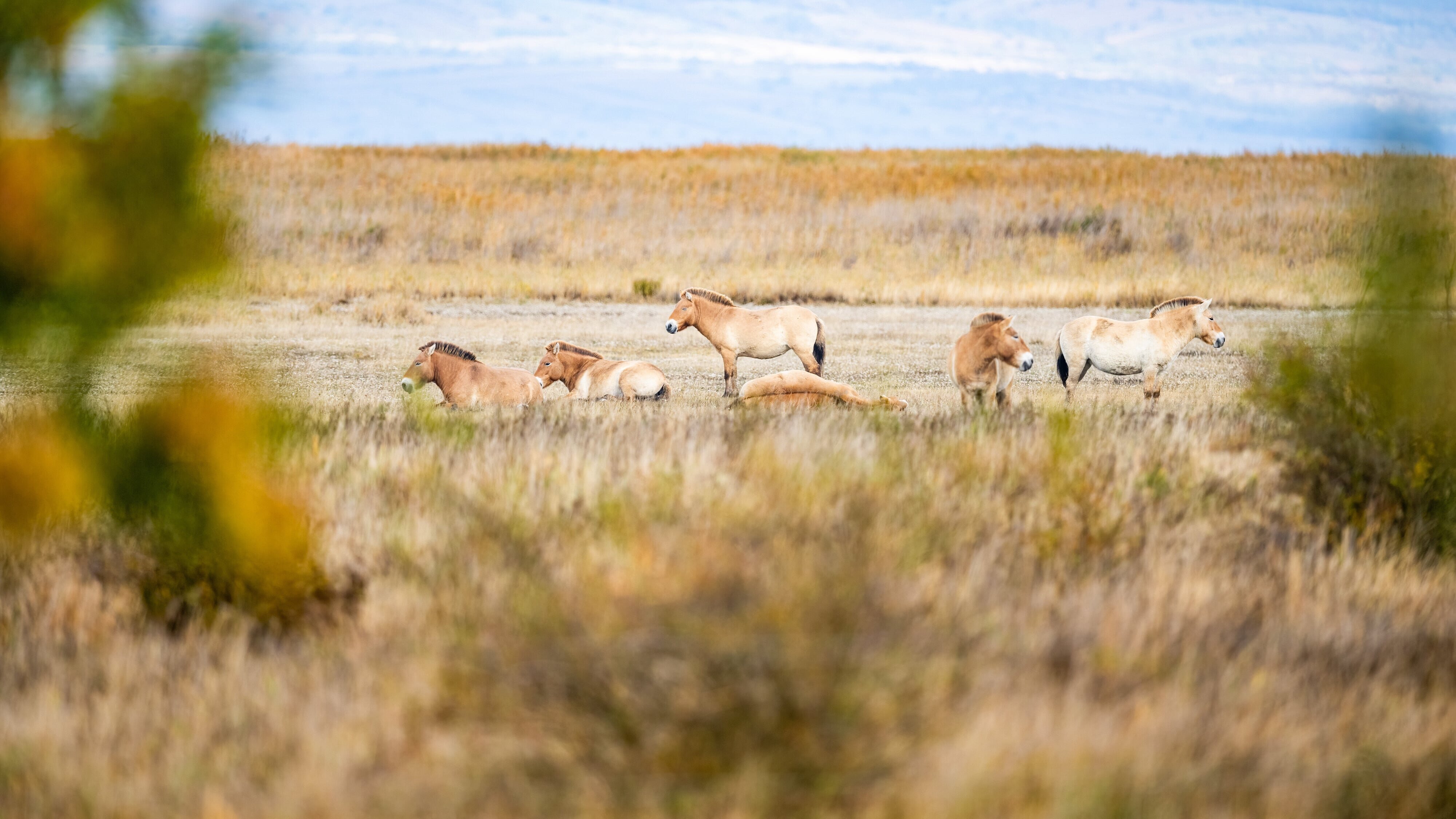 Vom Wildtier zum Haustier – Wie Tiere zur Familie wurden