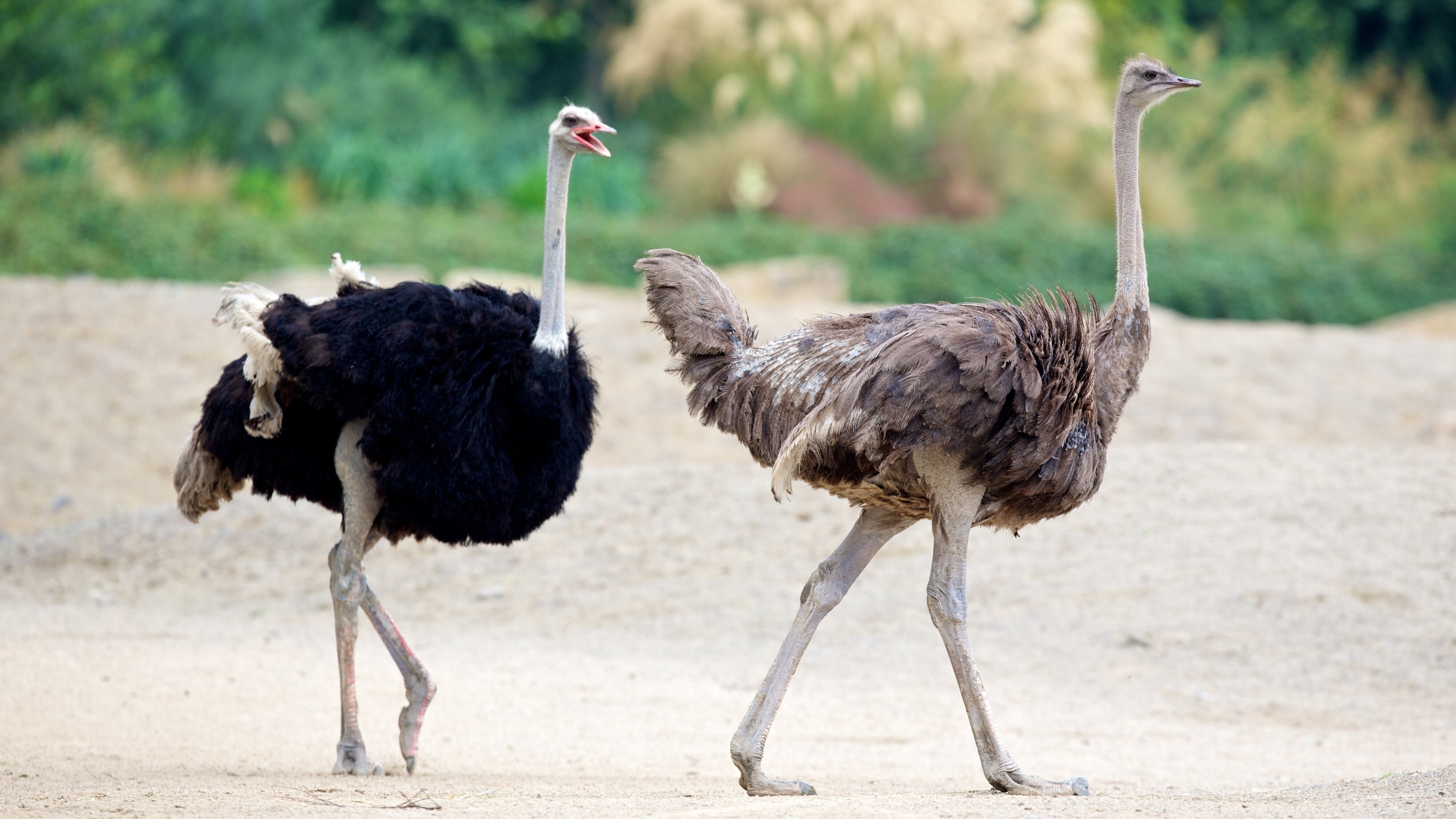 Bronx Zoo – Tierpark der Superlative