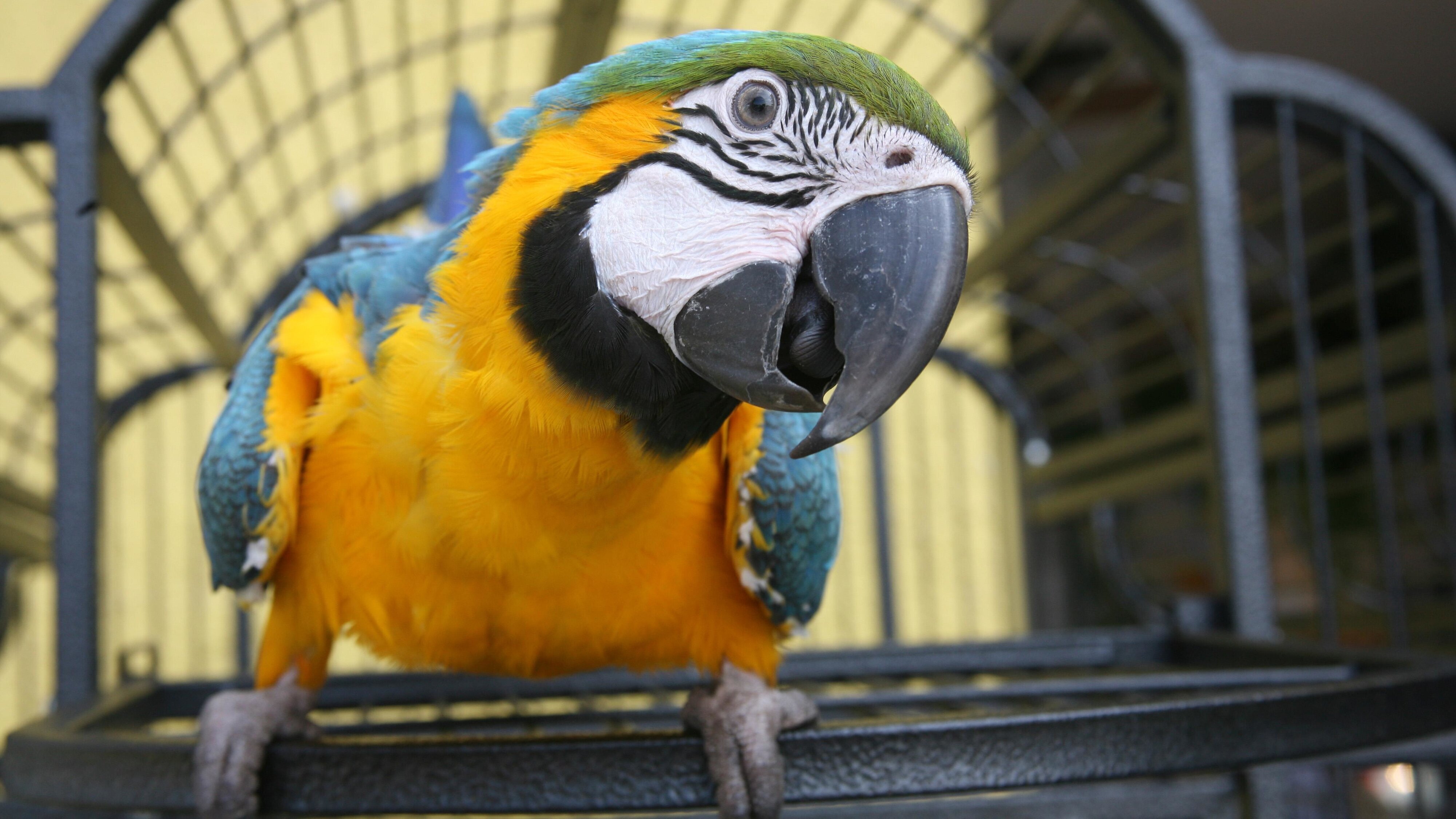 Die Tierärzte von Houston