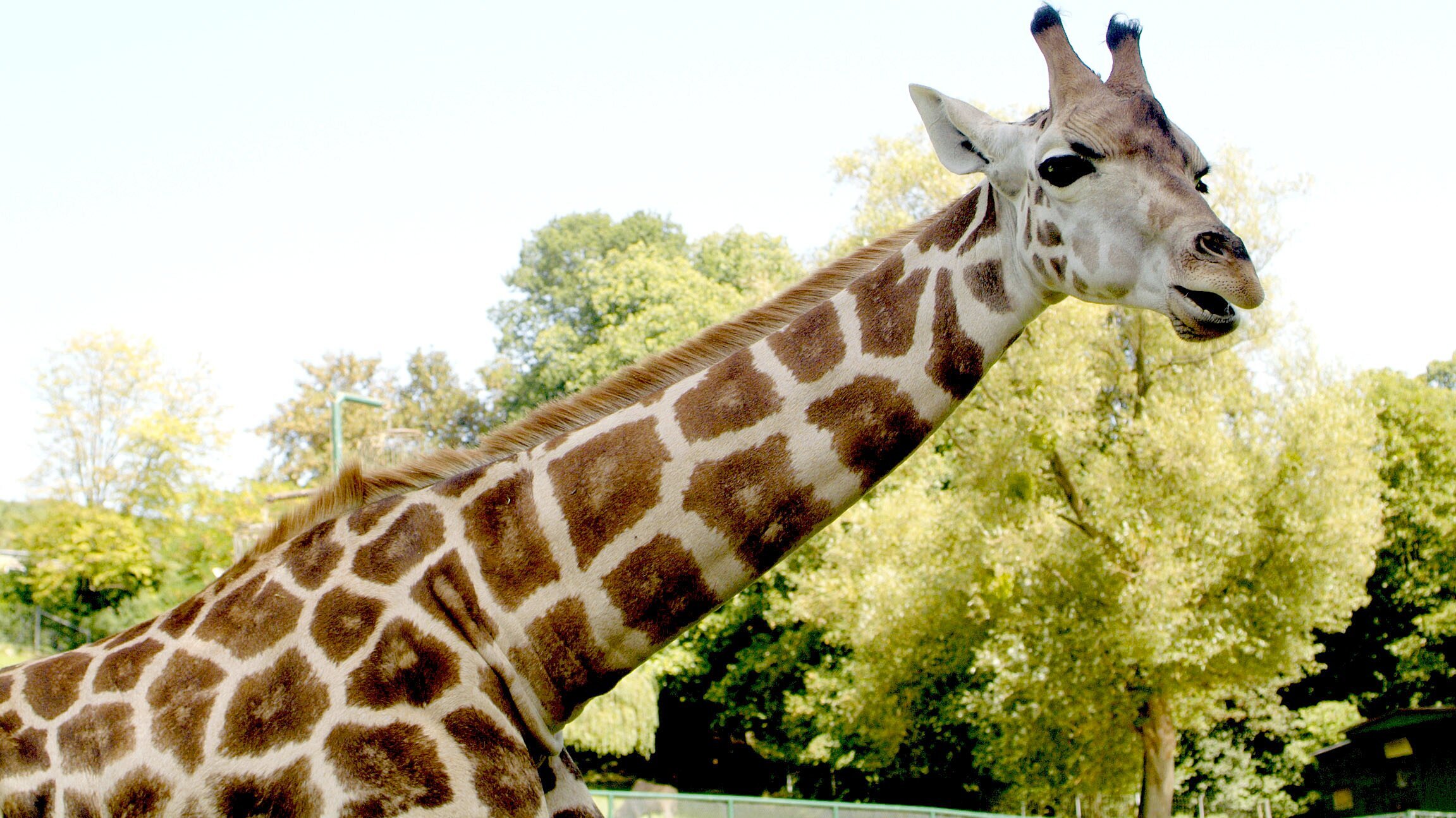 Giraffe, Erdmännchen & Co