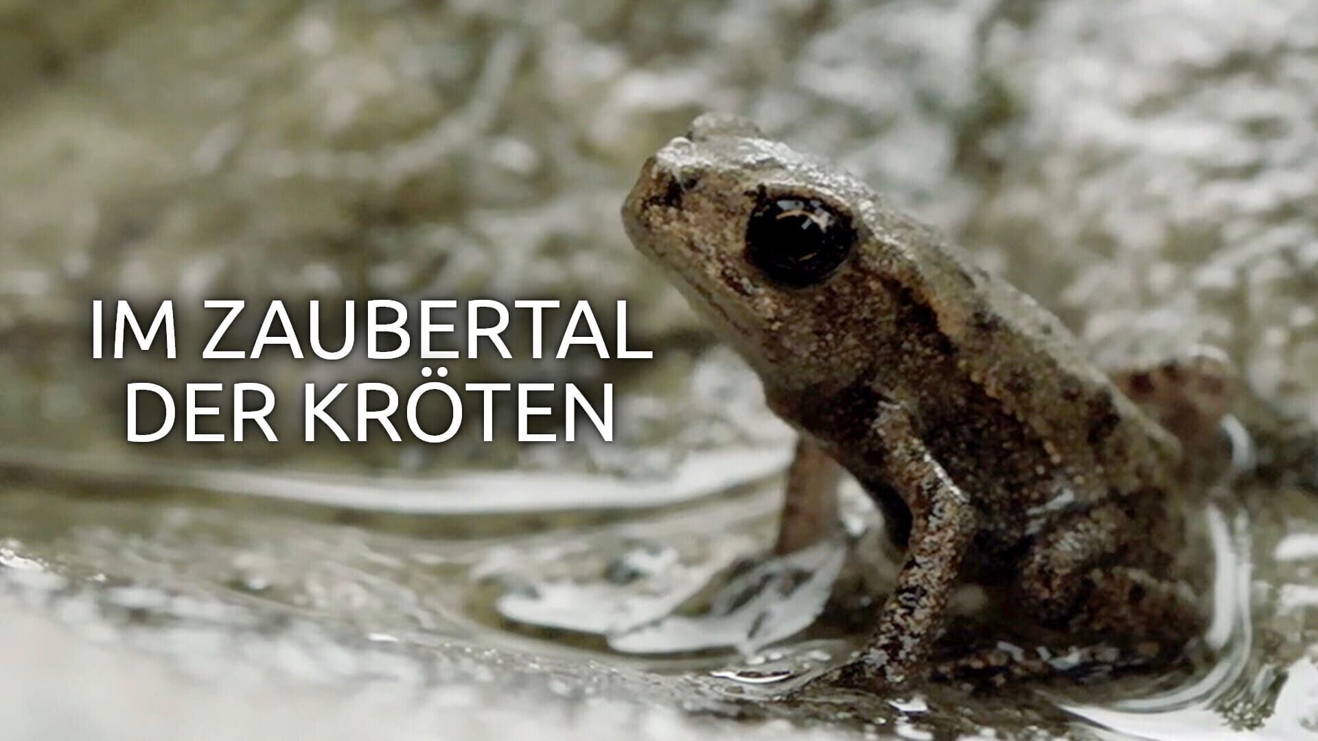 Im Zaubertal der Kröten