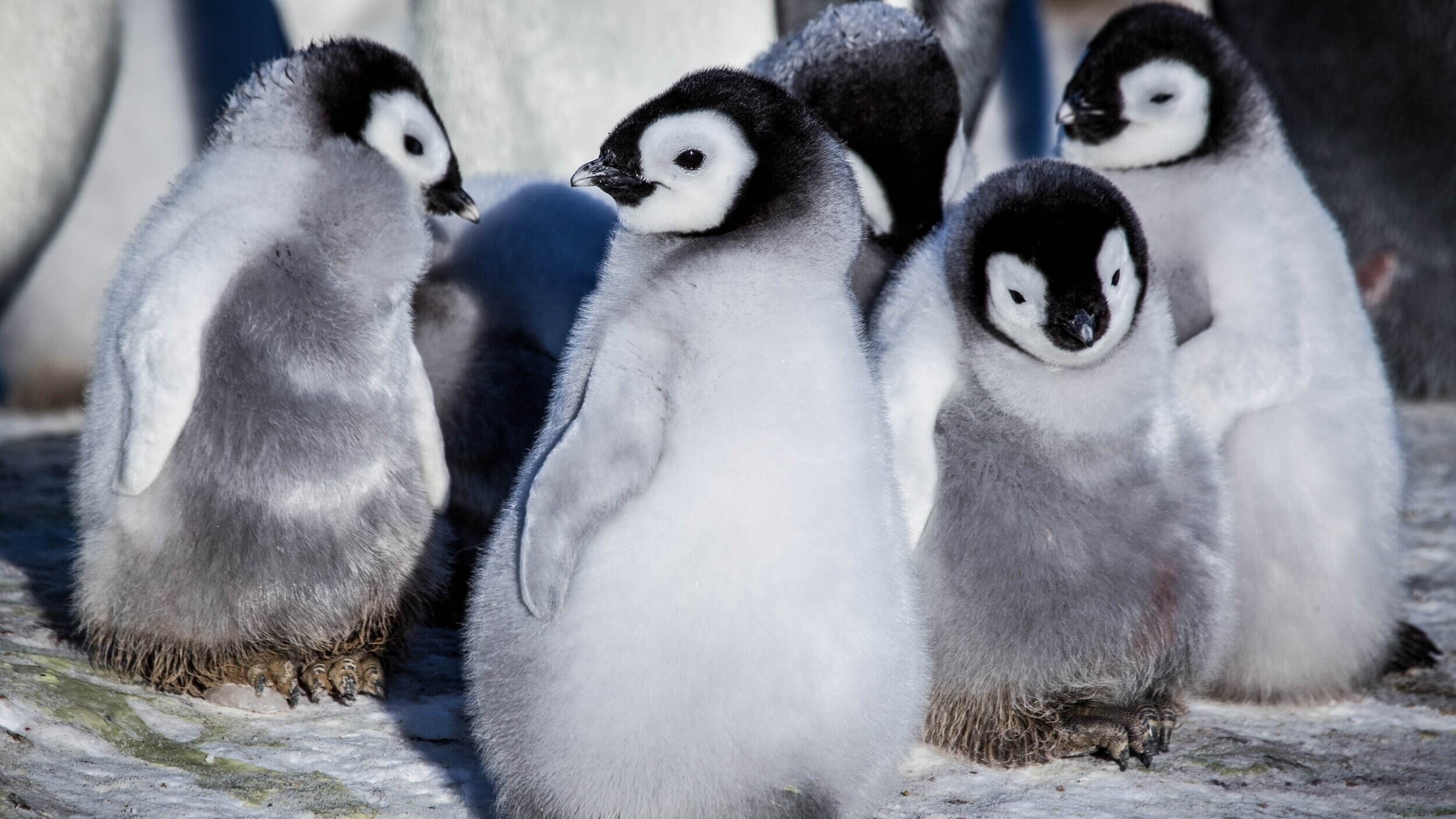 Eisbabys – Eine Kindheit in der Antarktis