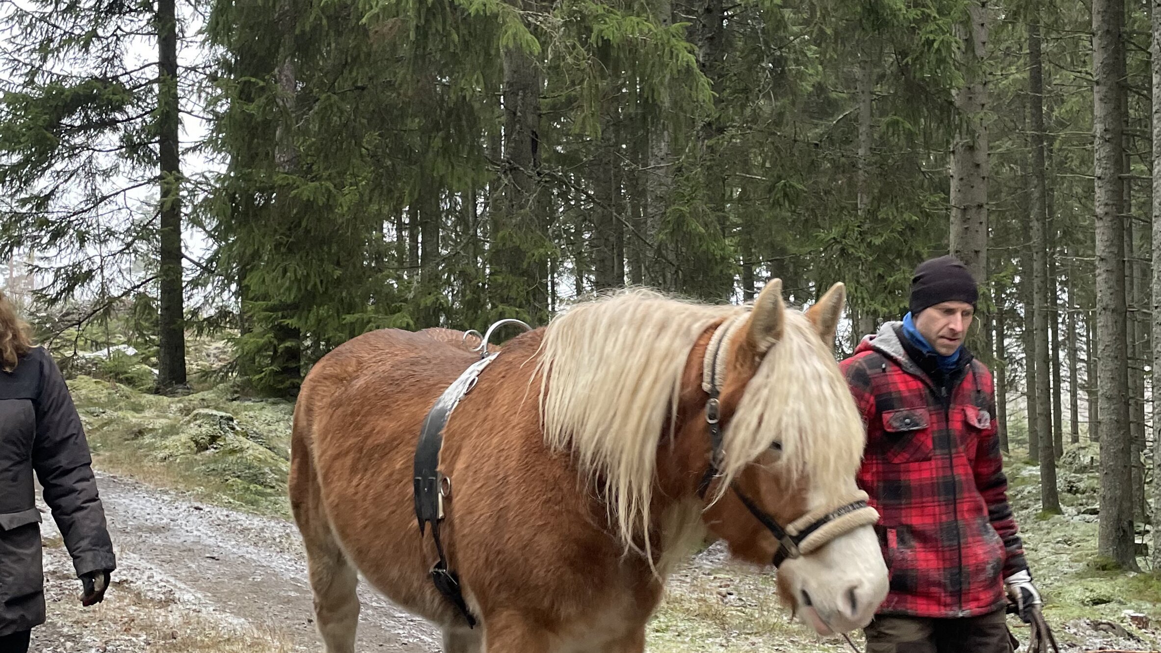 Selbstversorger in Schweden im Winter