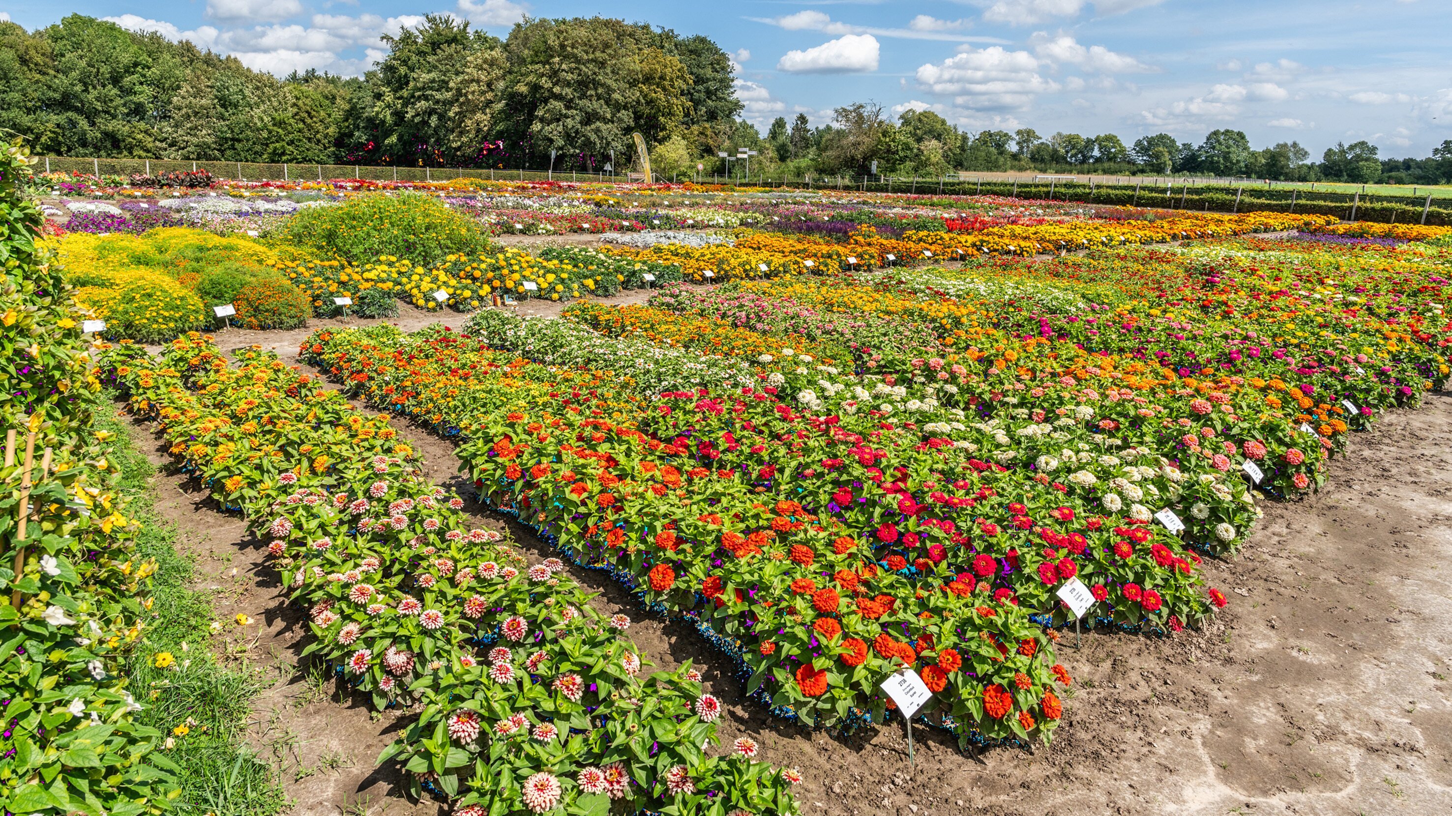 Rasch durch den Garten