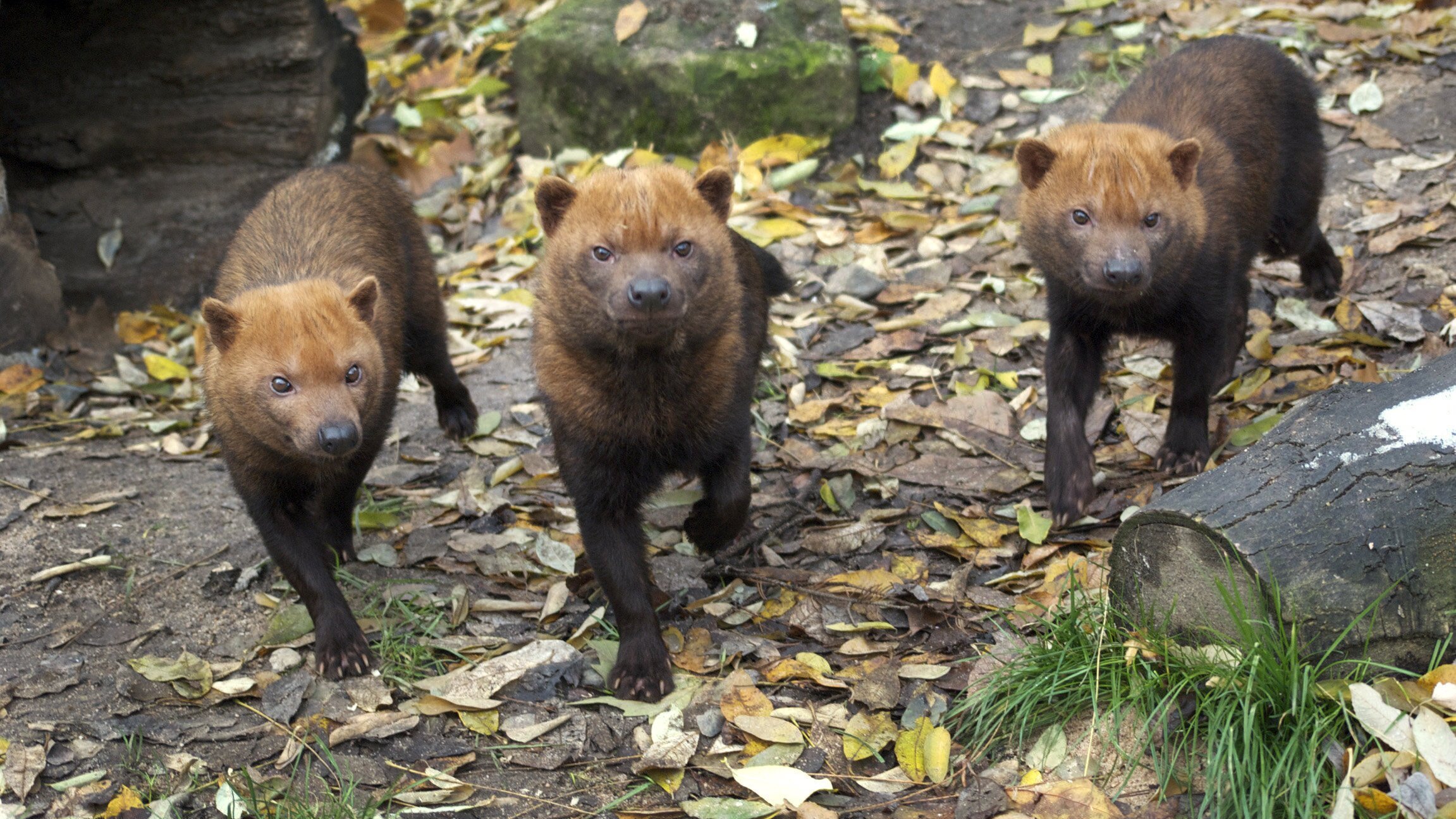 Eisbär, Affe & Co.