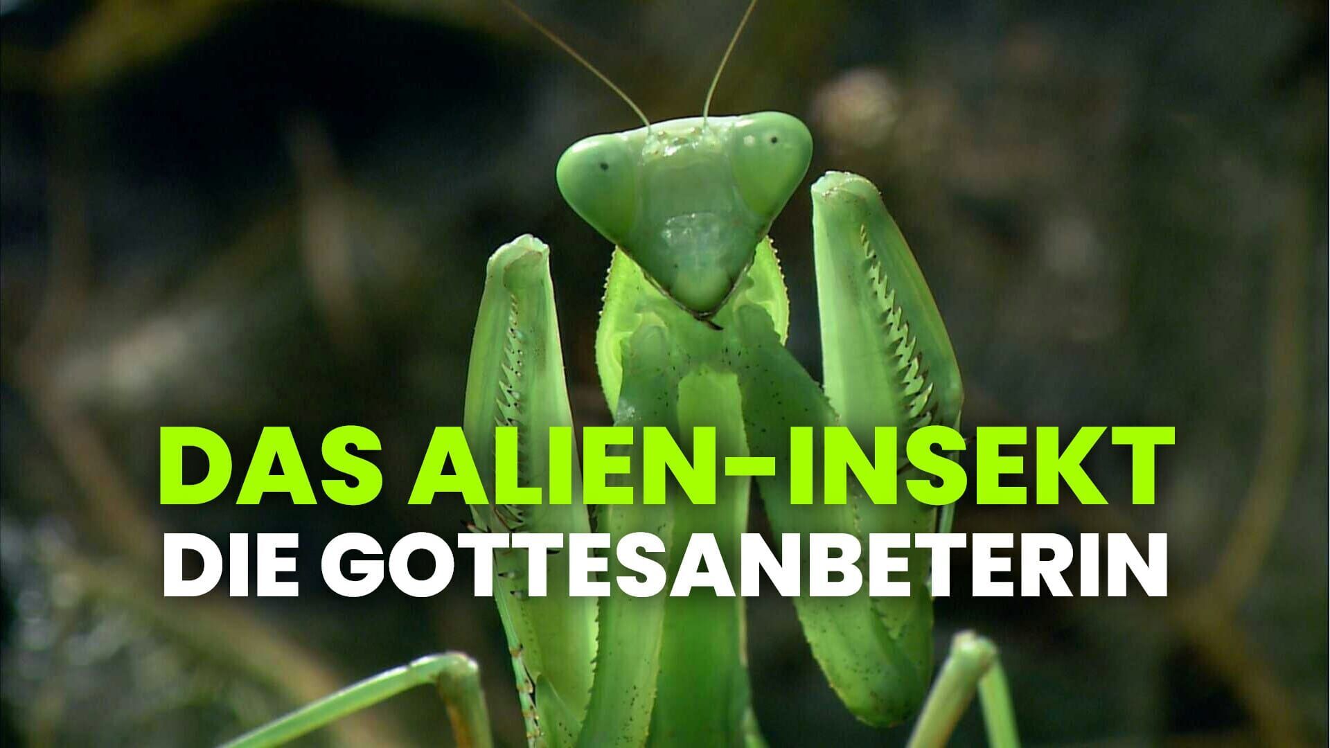 Das Alien-Insekt – Die Gottesanbeterin