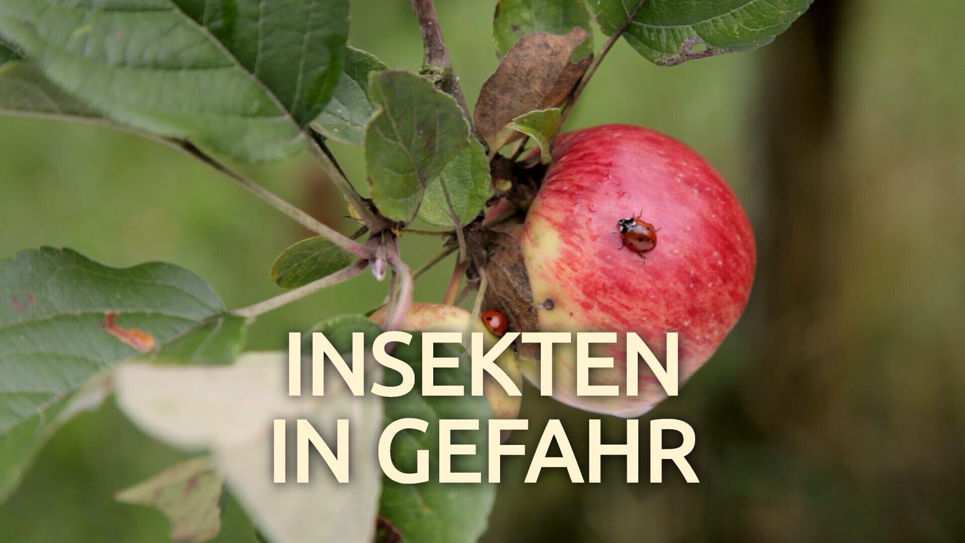 Insekten in Gefahr