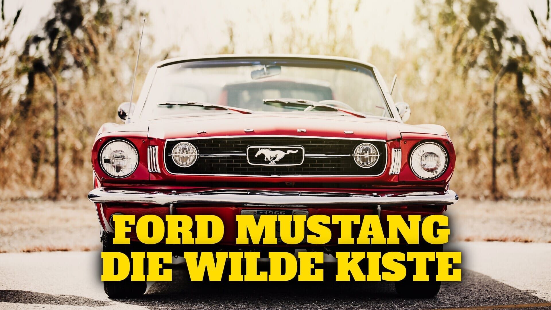 Ford Mustang – die wilde Kiste