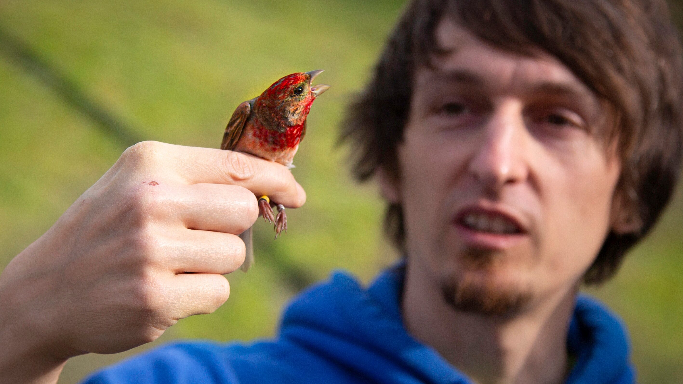 Das Geheimnis der Vögel