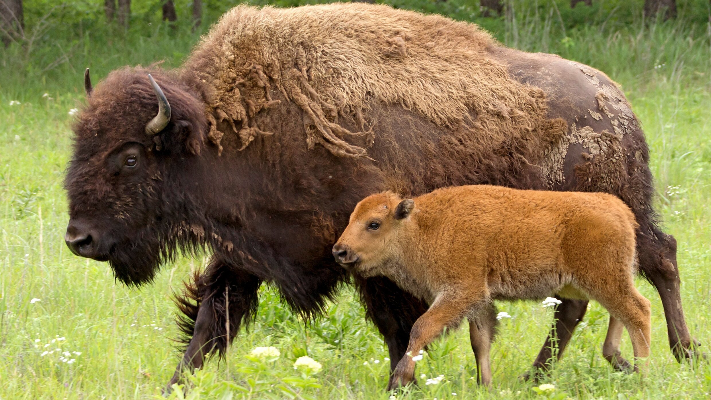 Tiere vor der Kamera: Highway durch die Prärie