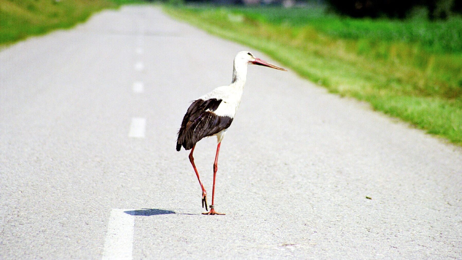 Der Flug der Störche