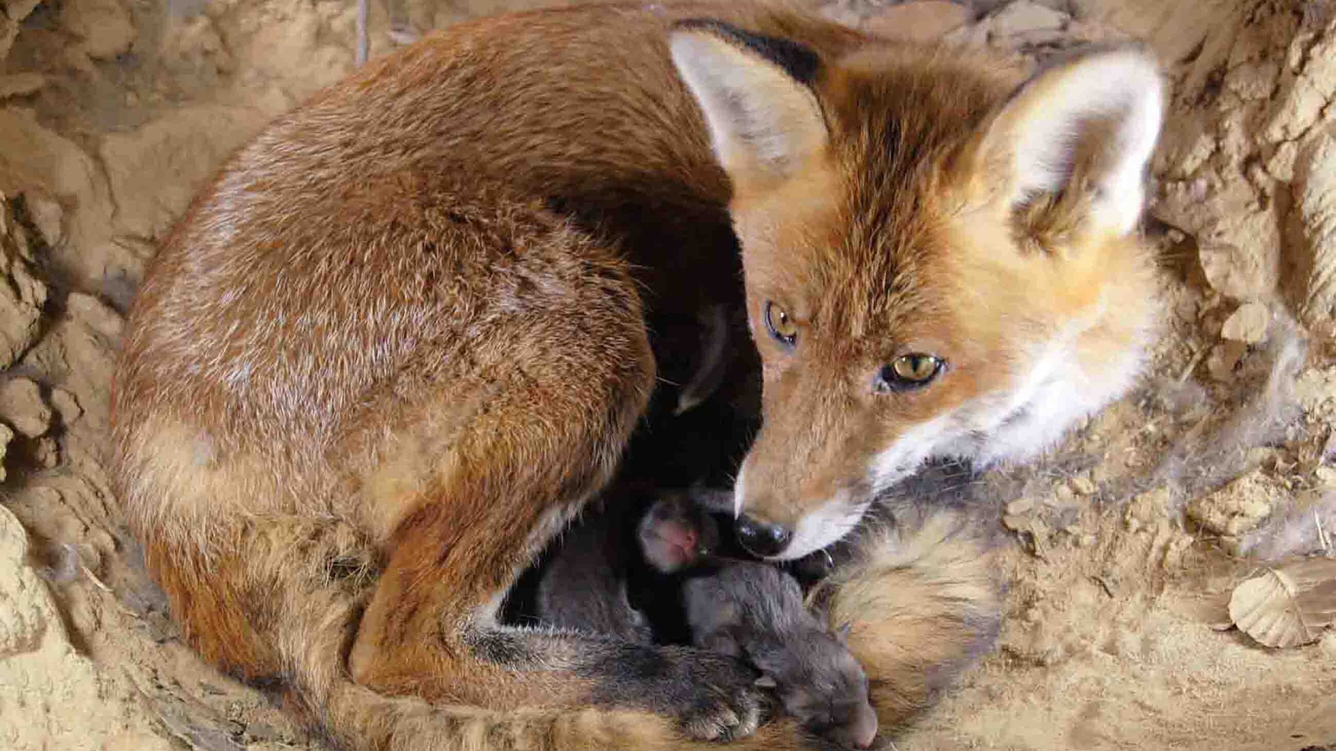 Wilde Tierkinder