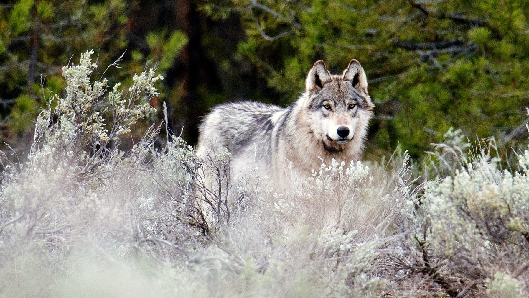 Yellowstone – Das Geheimnis der Wölfe