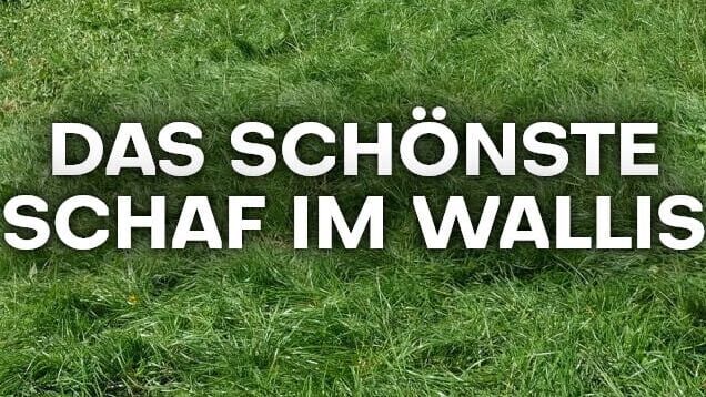 Das schönste Schaf im Wallis