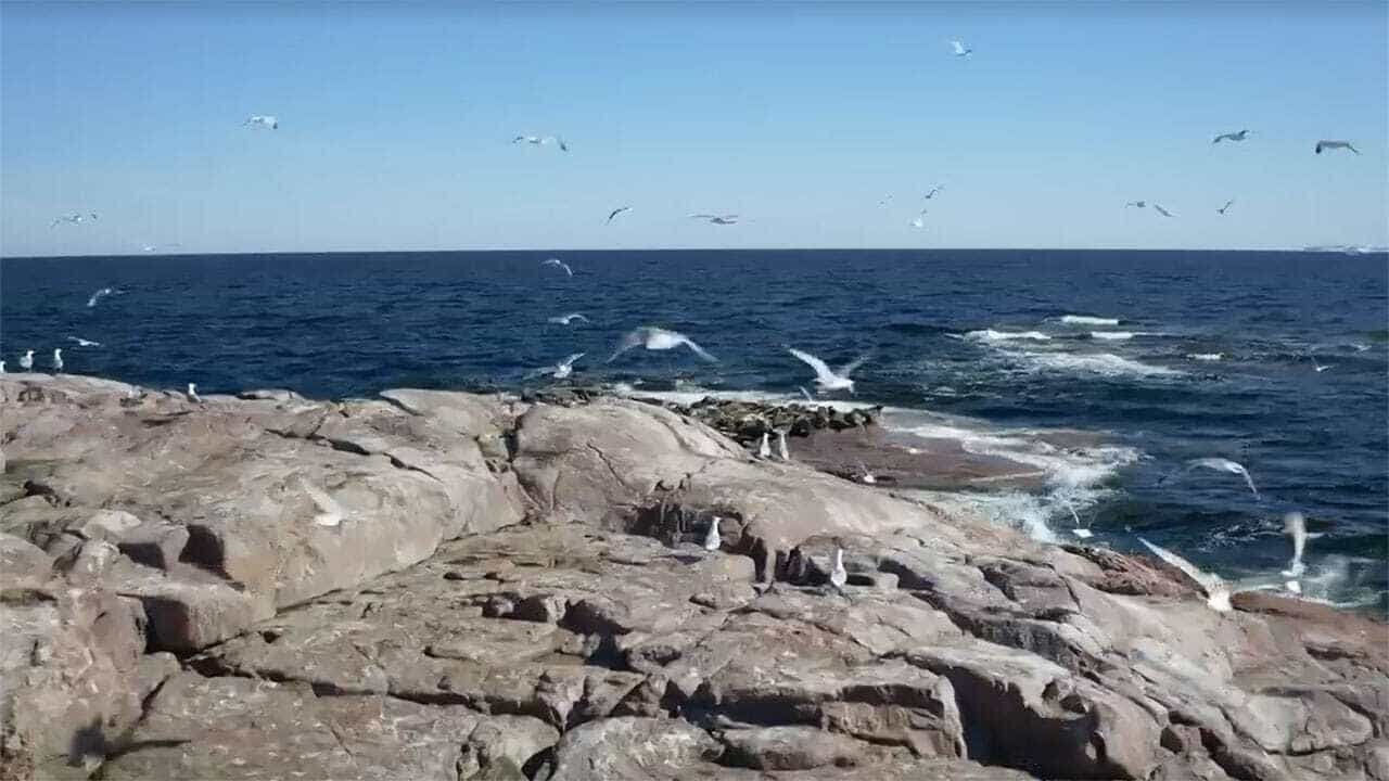 Vilde vidunderlige Danmark