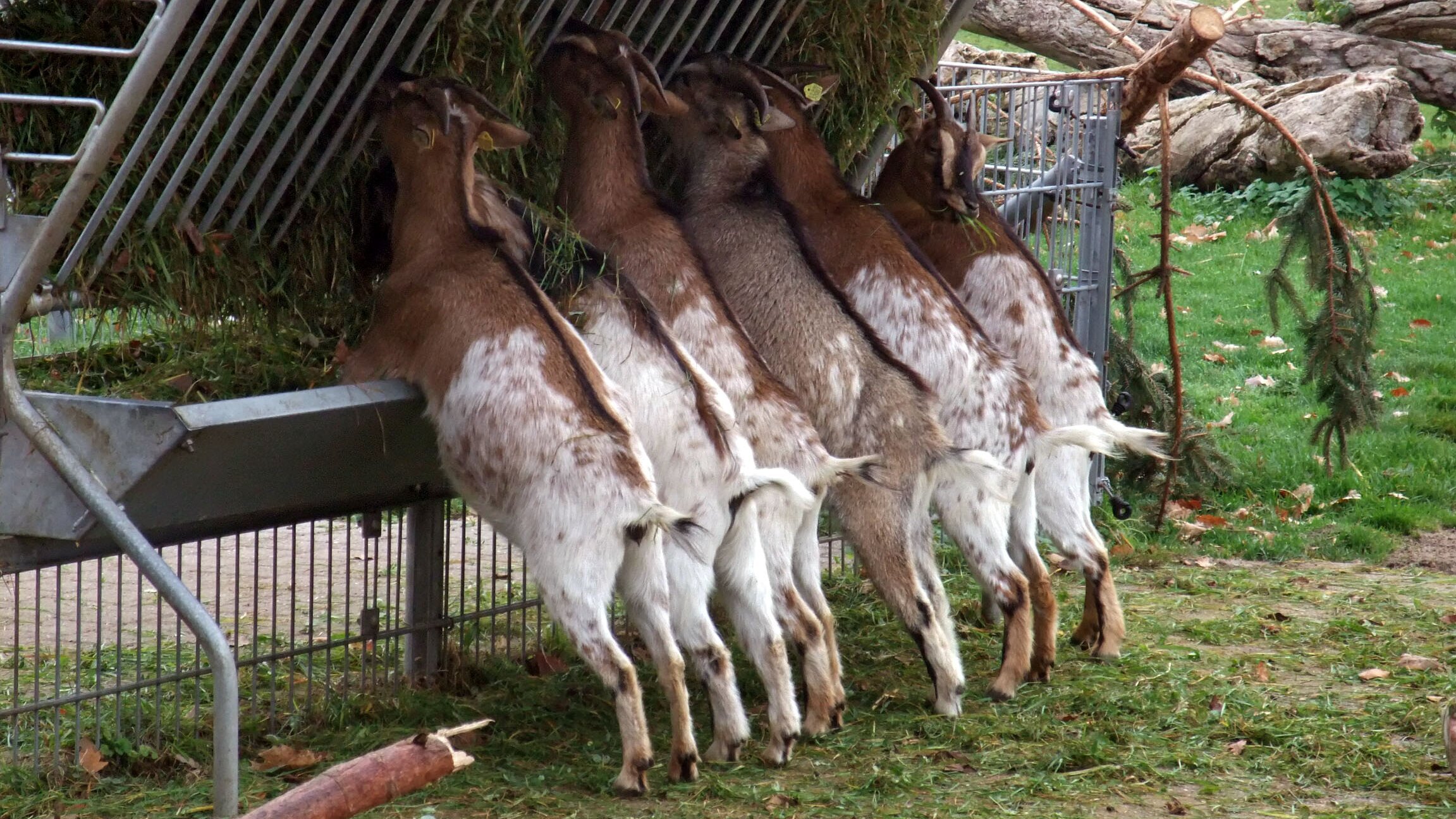 Eisbär, Affe & Co.