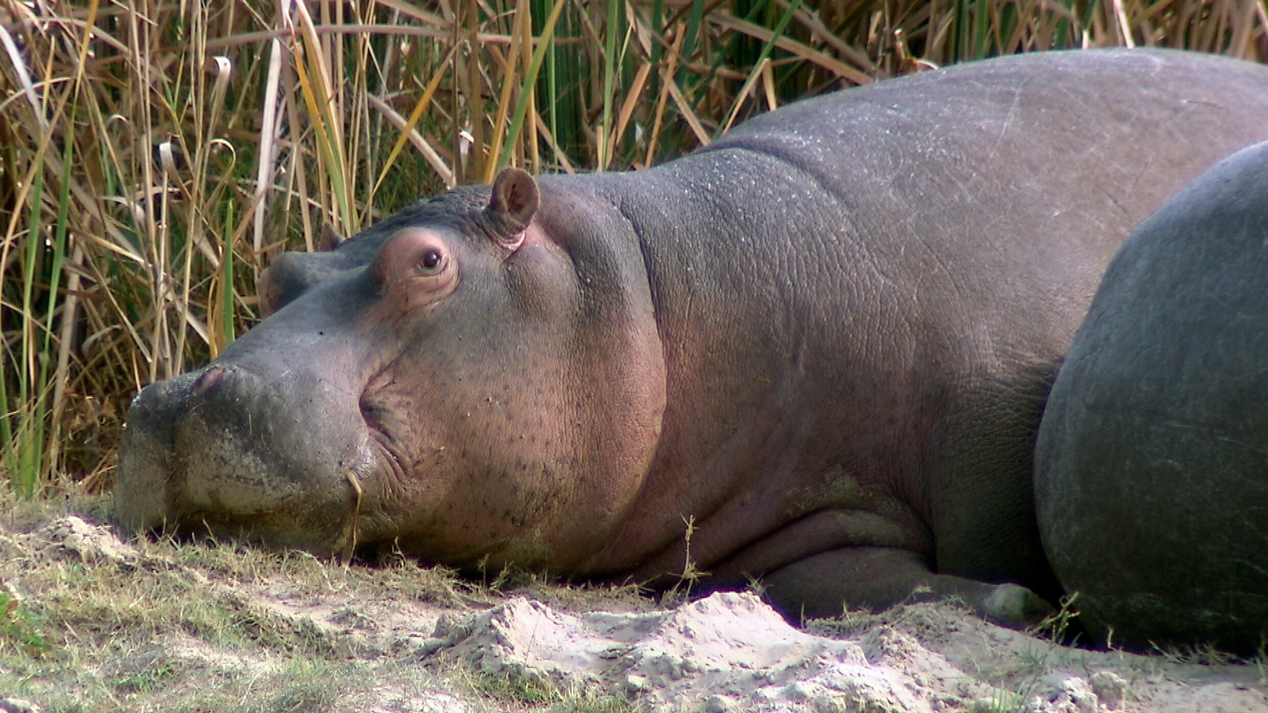 Am Kap der wilden Tiere