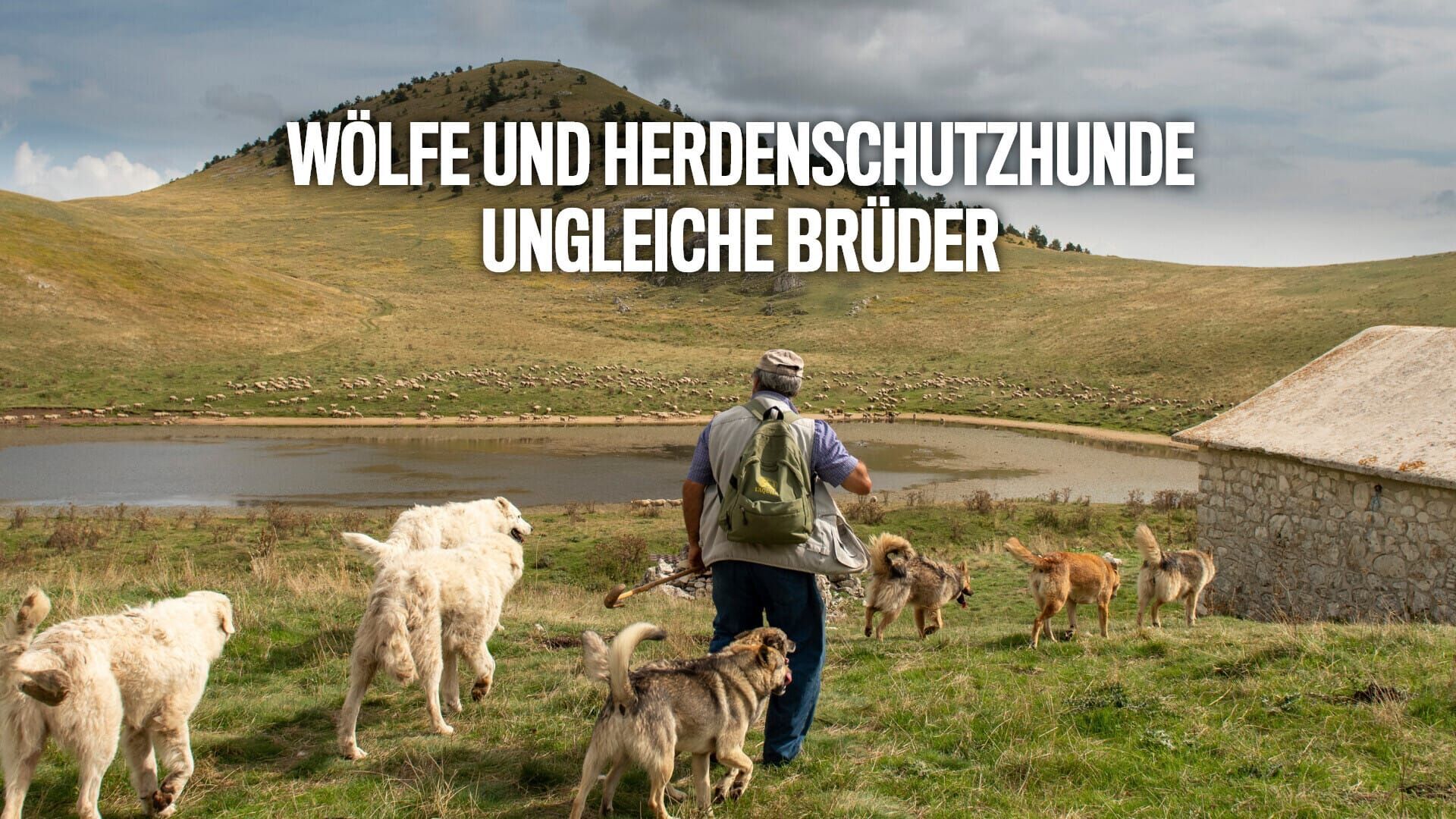 Wölfe und Herdenschutzhunde – Ungleiche Brüder