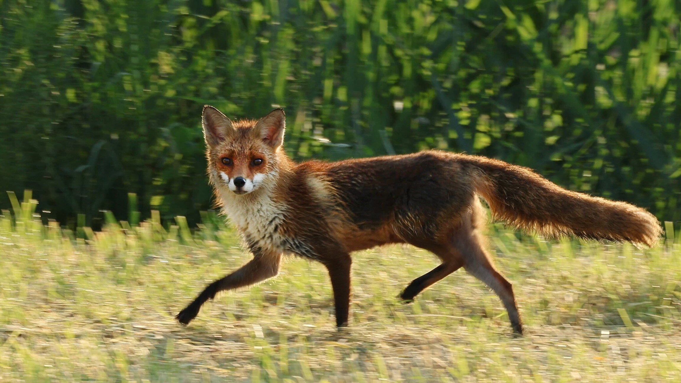 Alles für die Füchse – Ein Wildtier, geliebt und gejagt