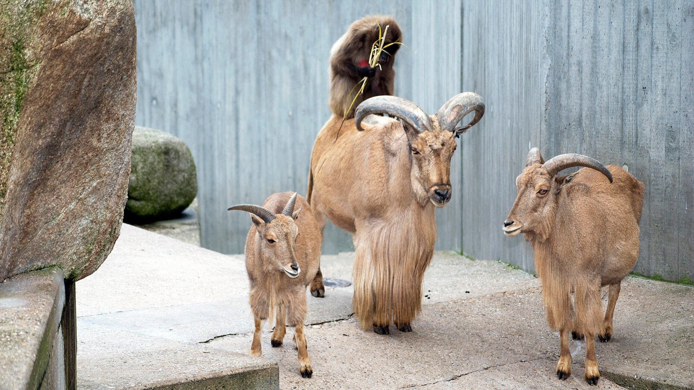 Eisbär, Affe & Co.