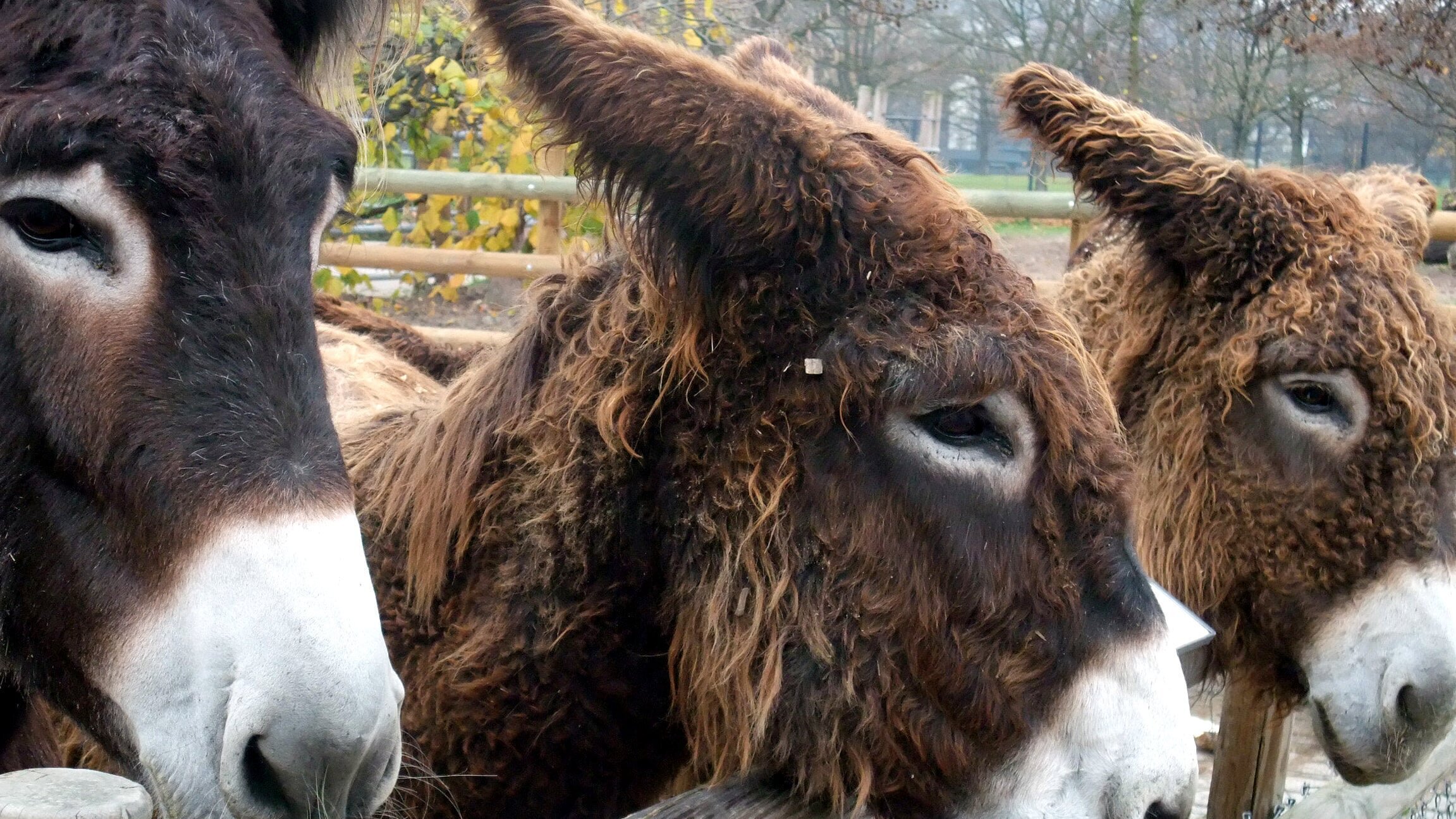 Eisbär, Affe & Co.