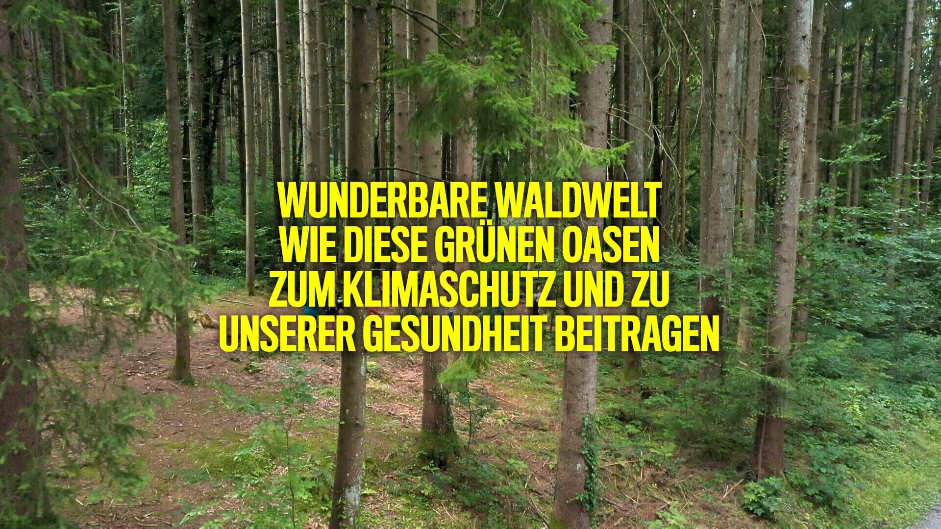 Wunderbare Waldwelt – Wie diese grünen Oasen zum Klimaschutz und zu unserer Gesundheit beitragen