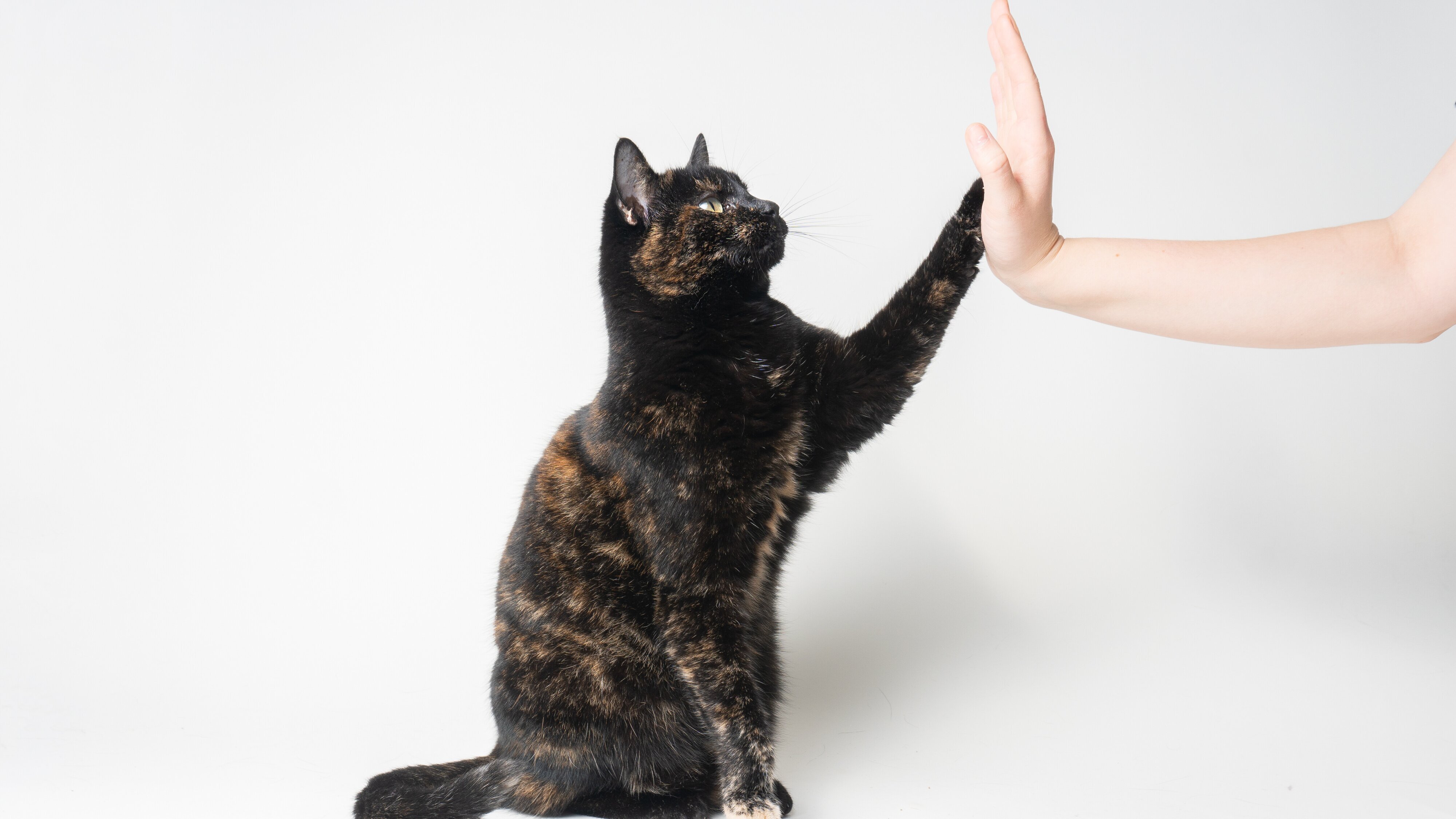 Beste Freunde – Das Tiermagazin mit Andrea Schlager