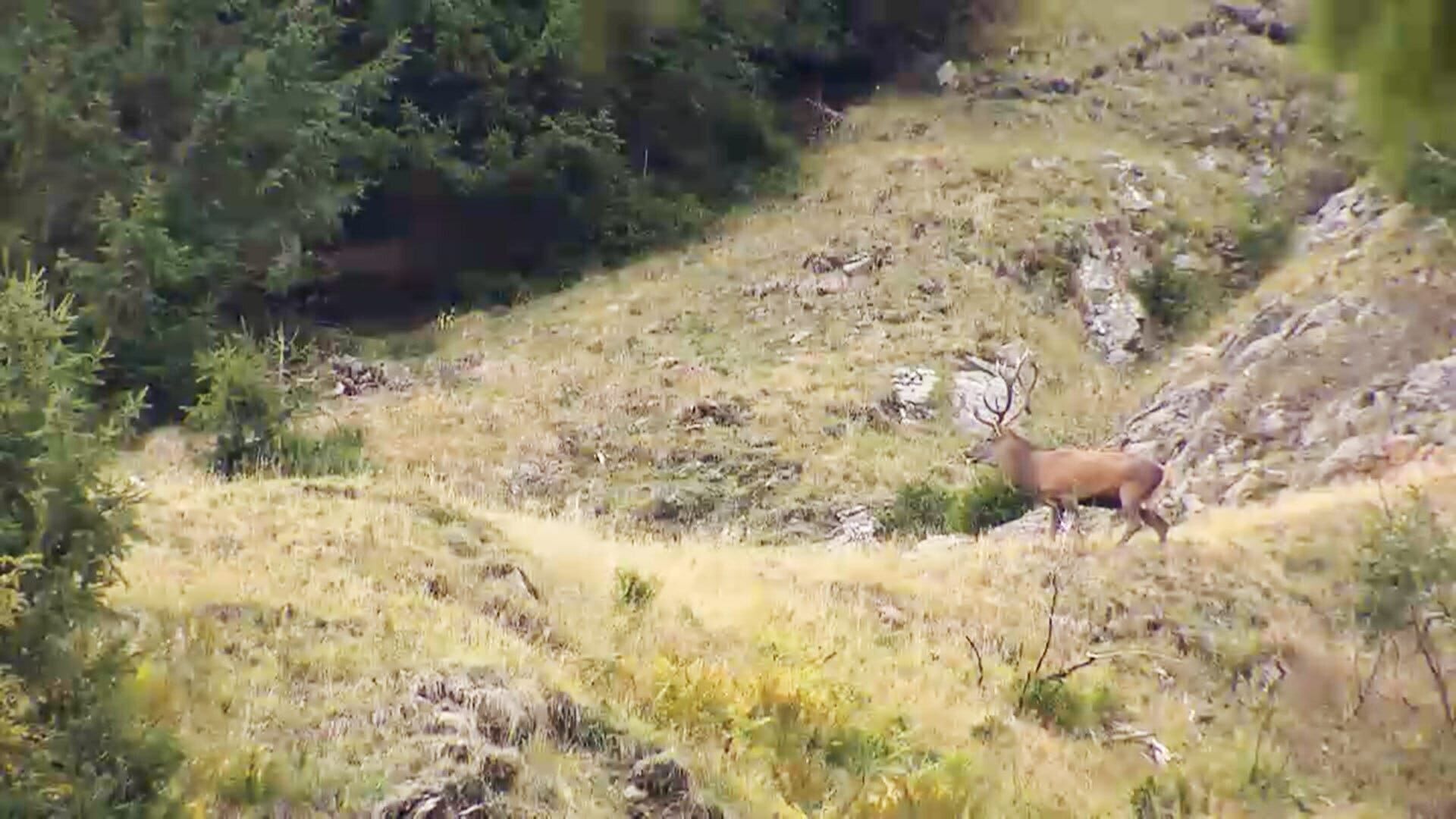 Jagd in Vorarlberg