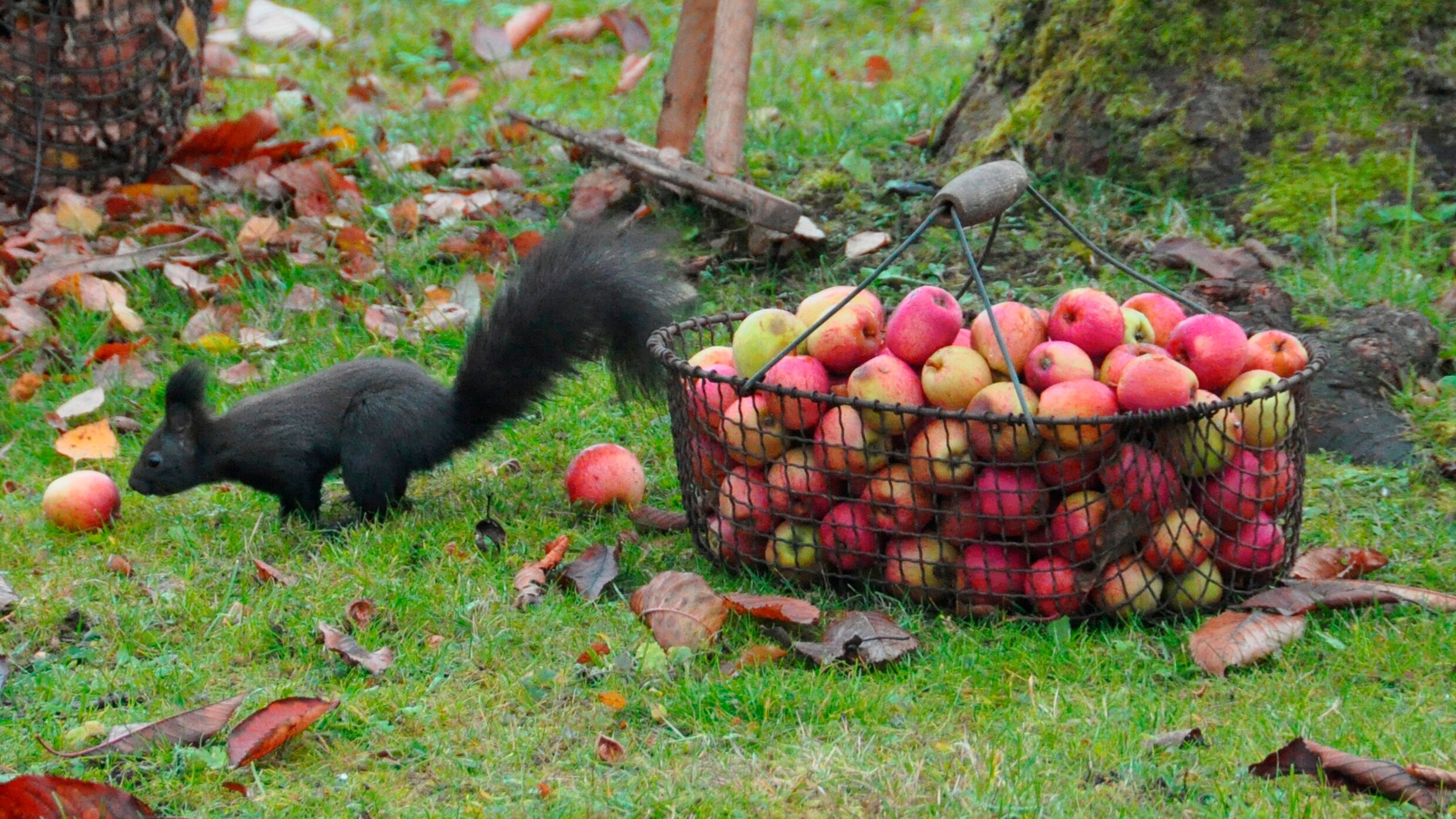 Geheimnisvoller Garten – Erntezeit