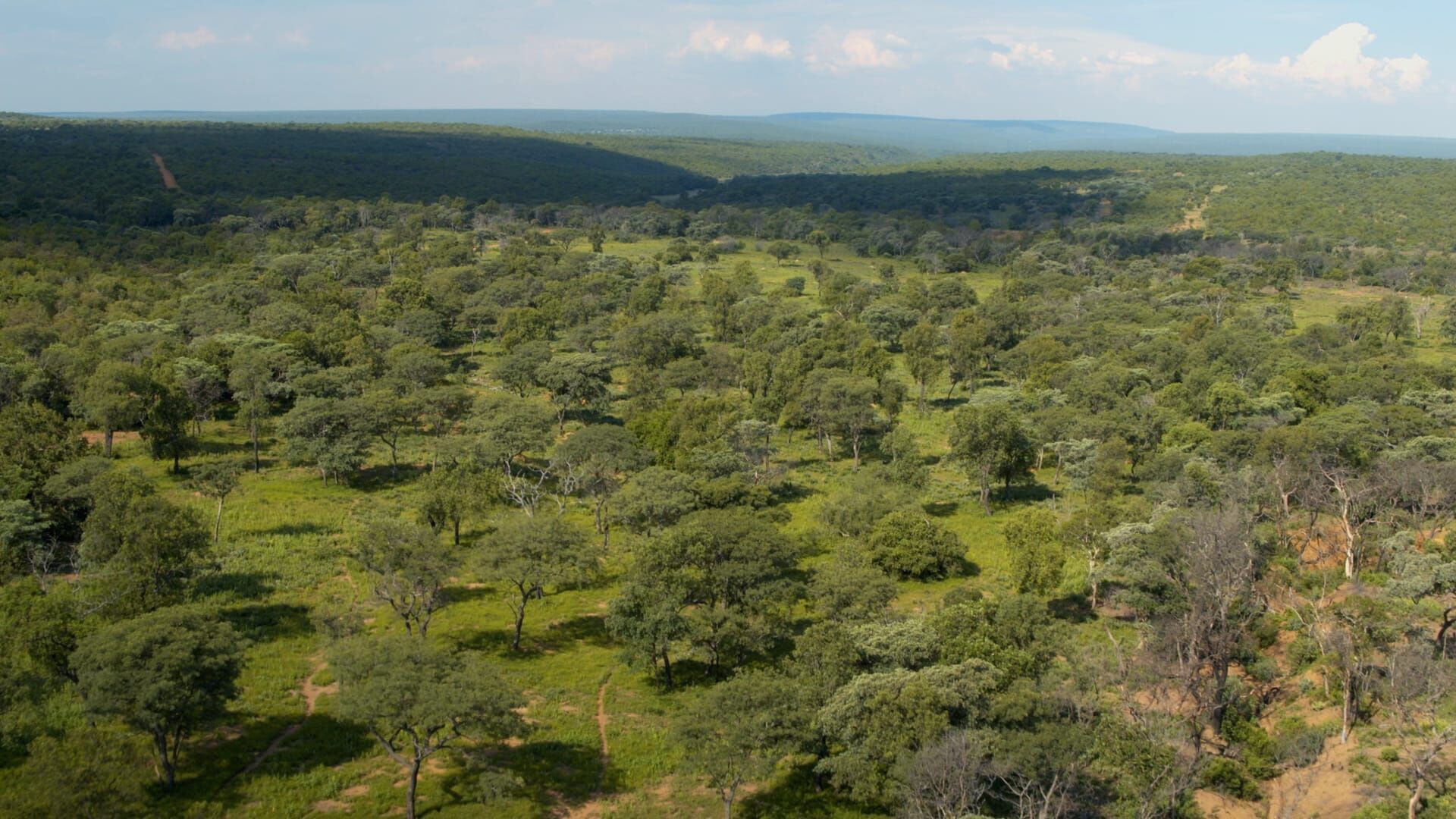 Tödliches Afrika