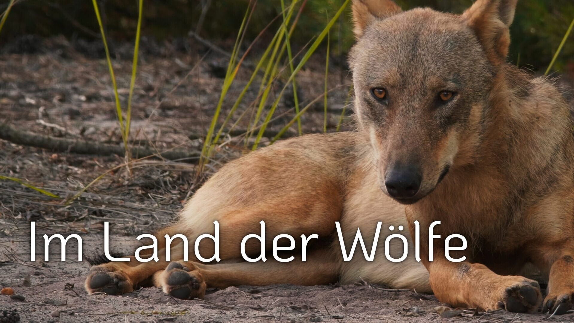 Im Land der Wölfe