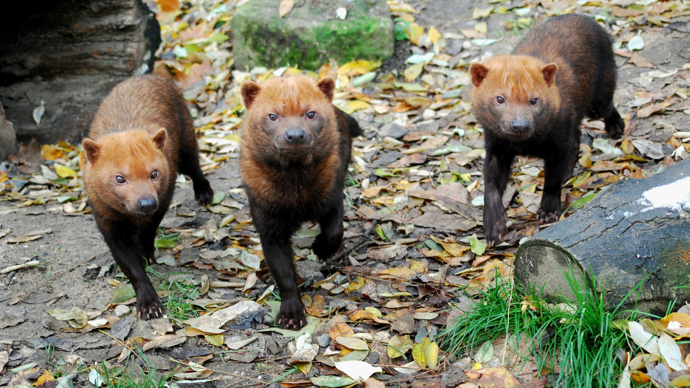 Eisbär, Affe & Co.