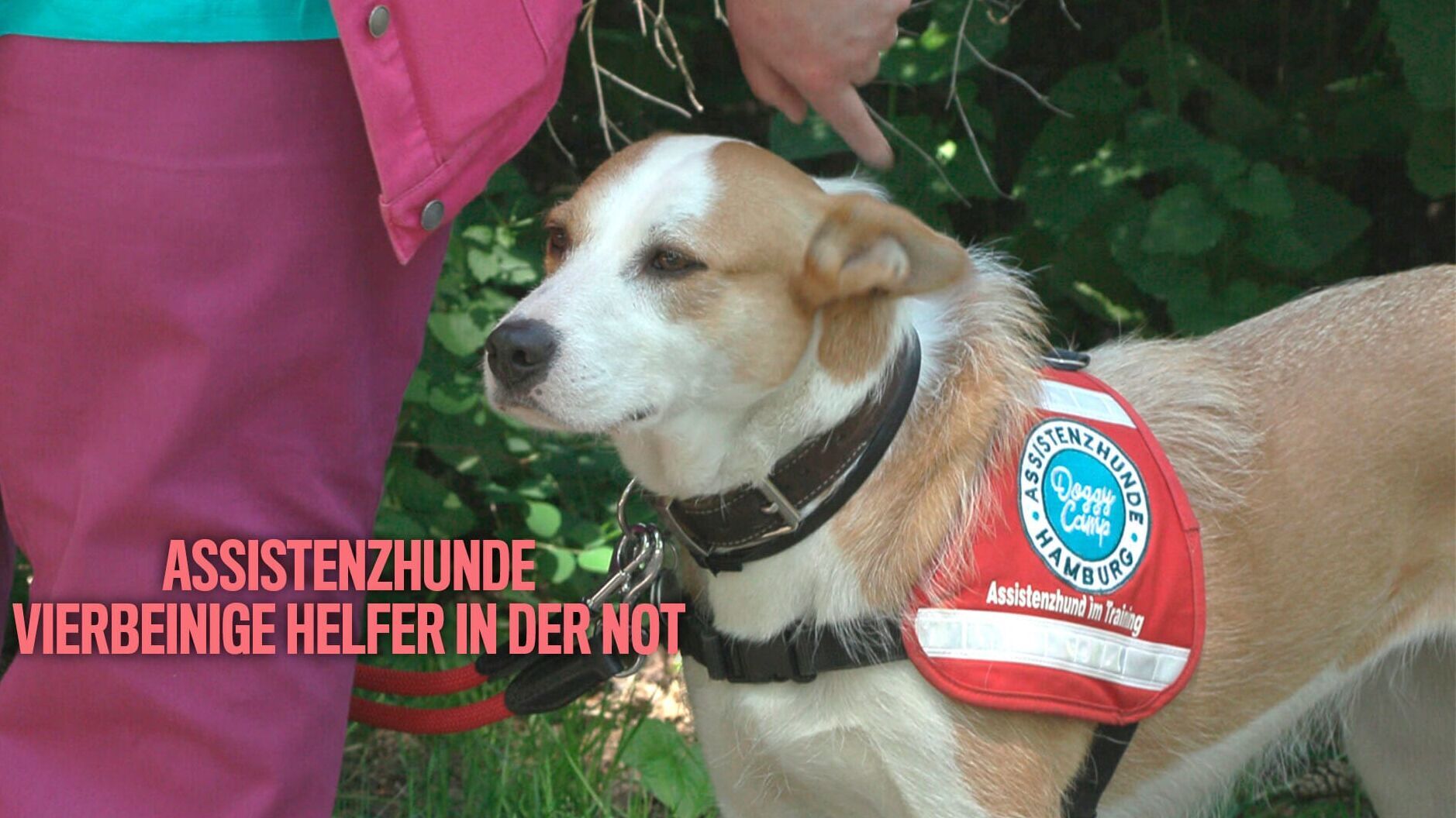 Assistenzhunde