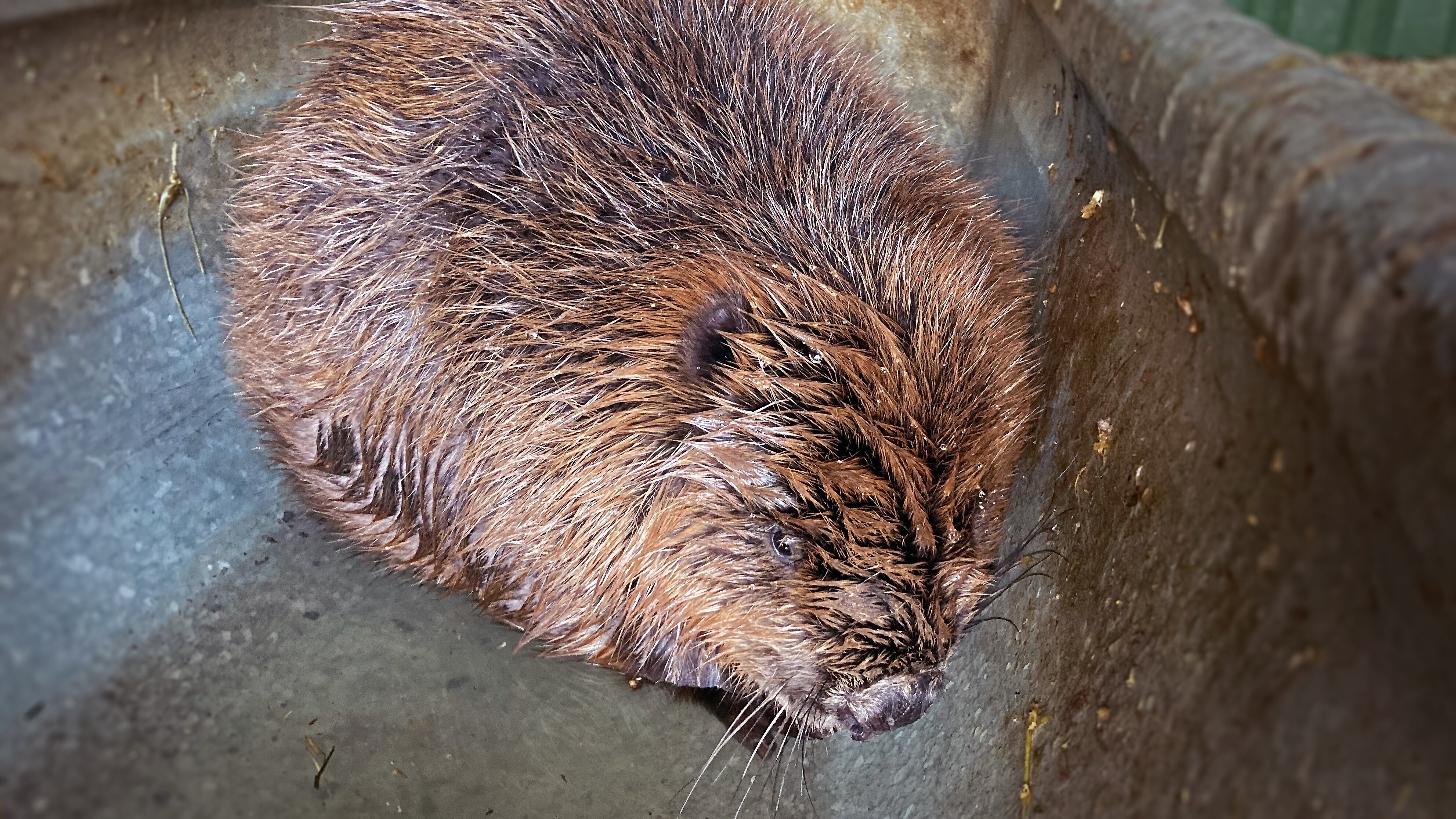 Pia und die wilden Tiere