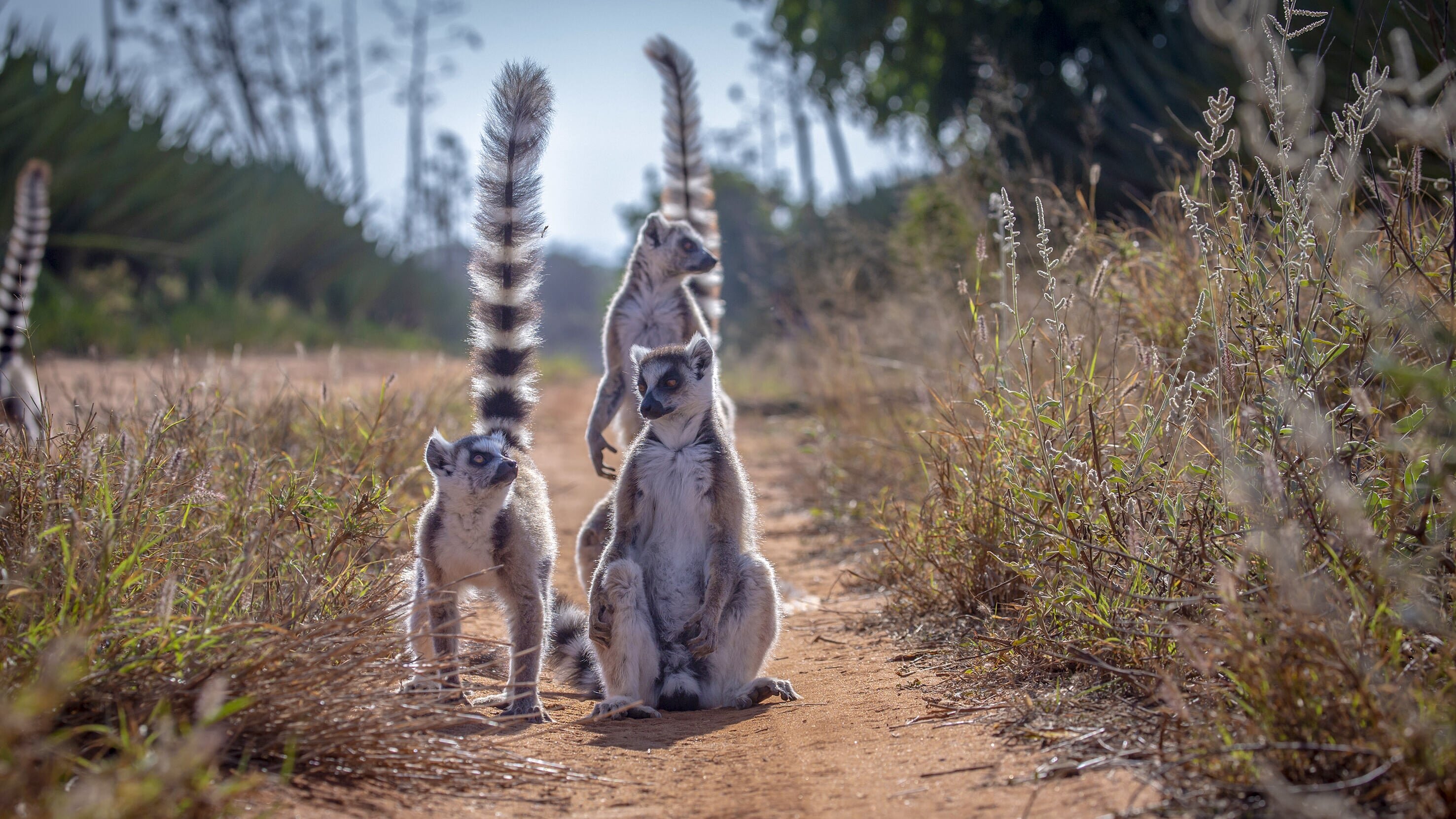 Madagaskar – Bandenkrieg der Lemuren