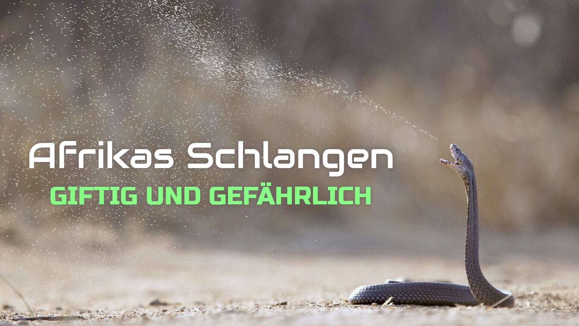 Afrikas Schlangen – Giftig und gefährlich