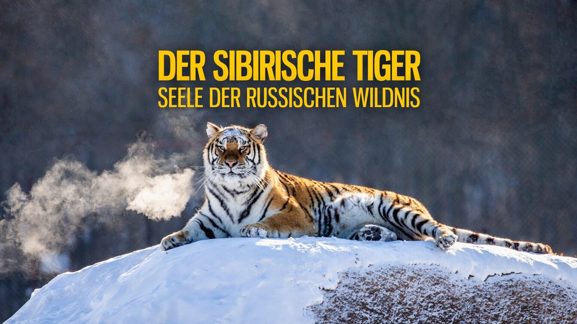 Sibirischer Tiger – Seele der russischen Wildnis