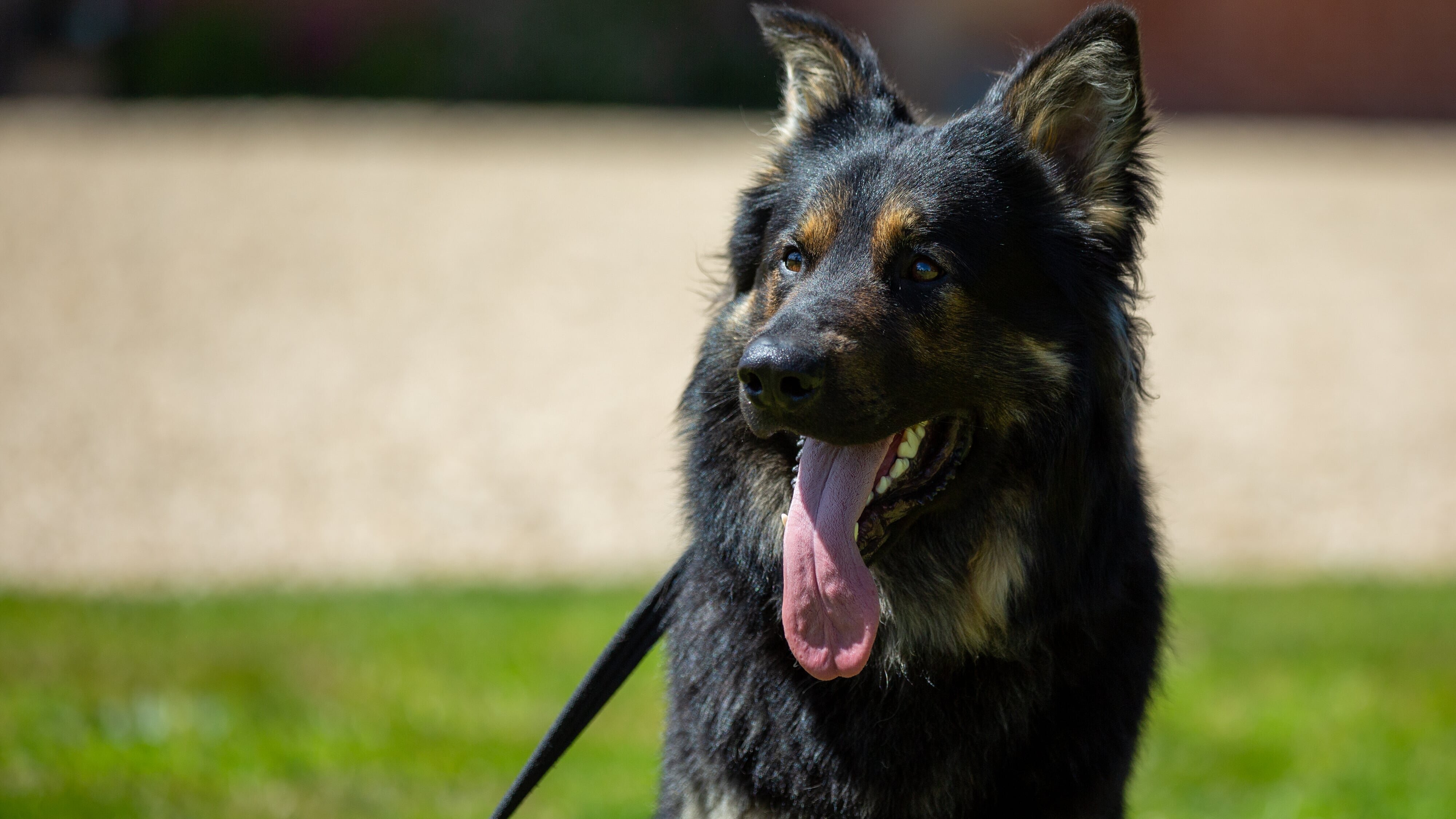 Unsere Hundeschule