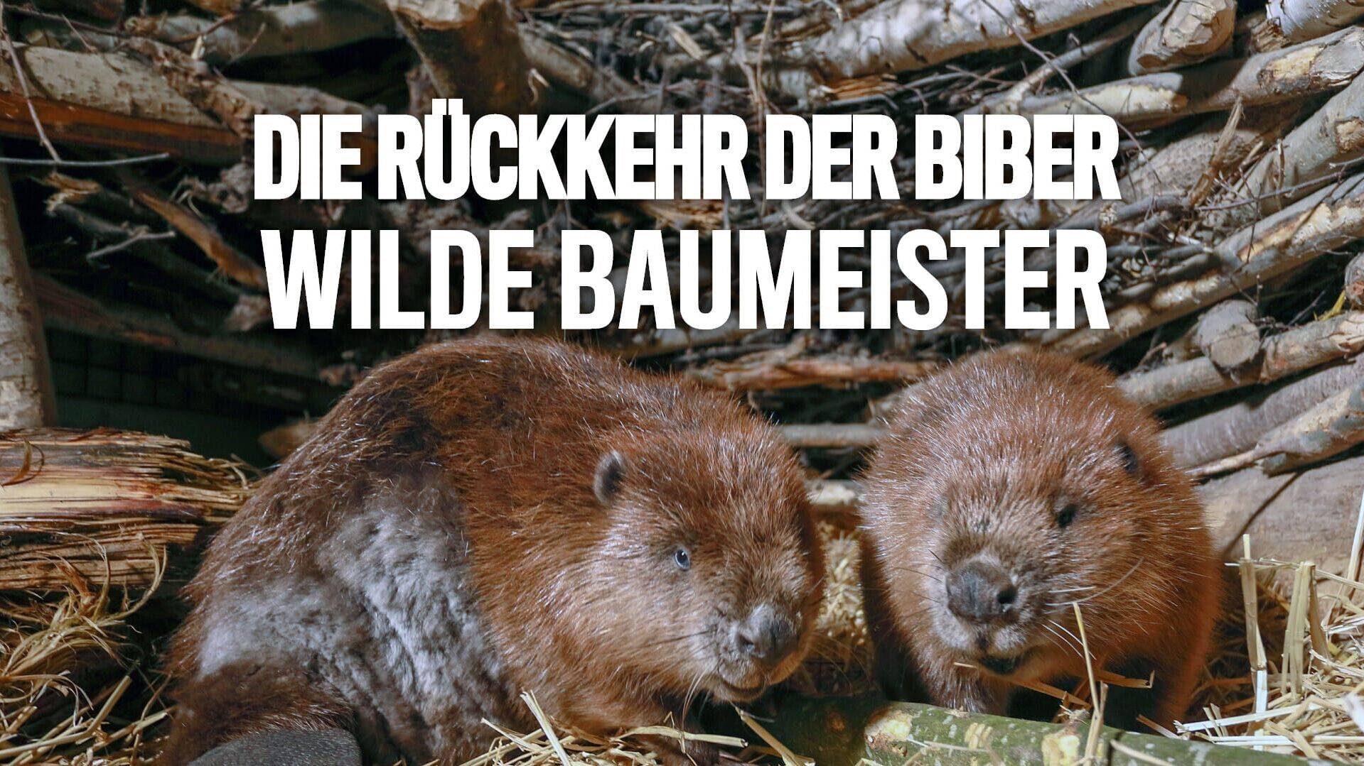 Die Rückkehr der Biber