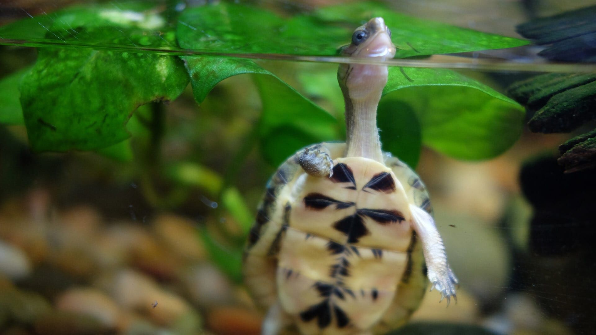 Bronx Zoo – Tierpark der Superlative