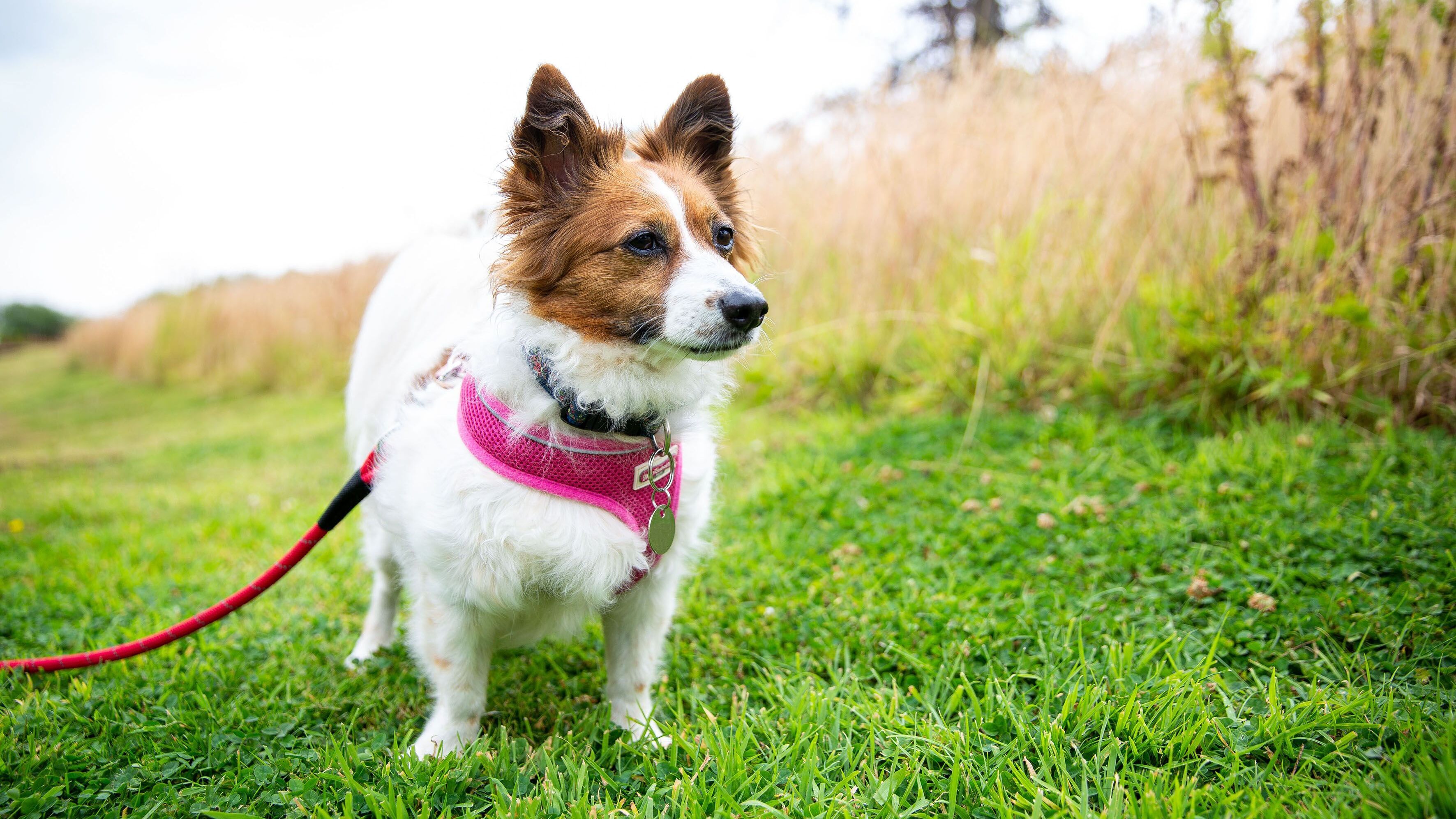 Unsere Hundeschule