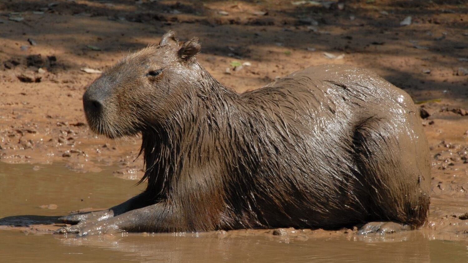 Wilde Inseln: Amazonas