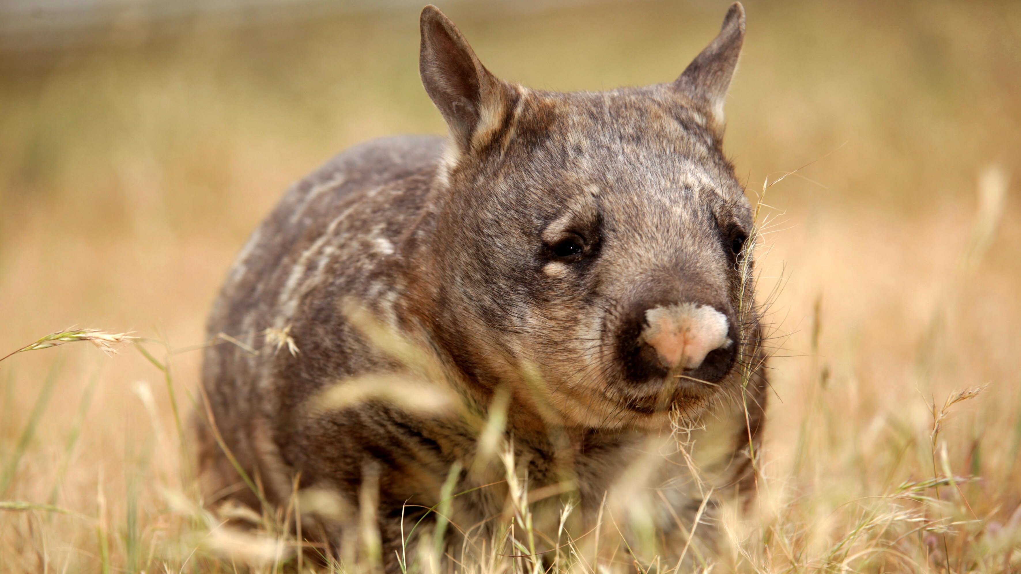 Australien – Im Land der Wombats