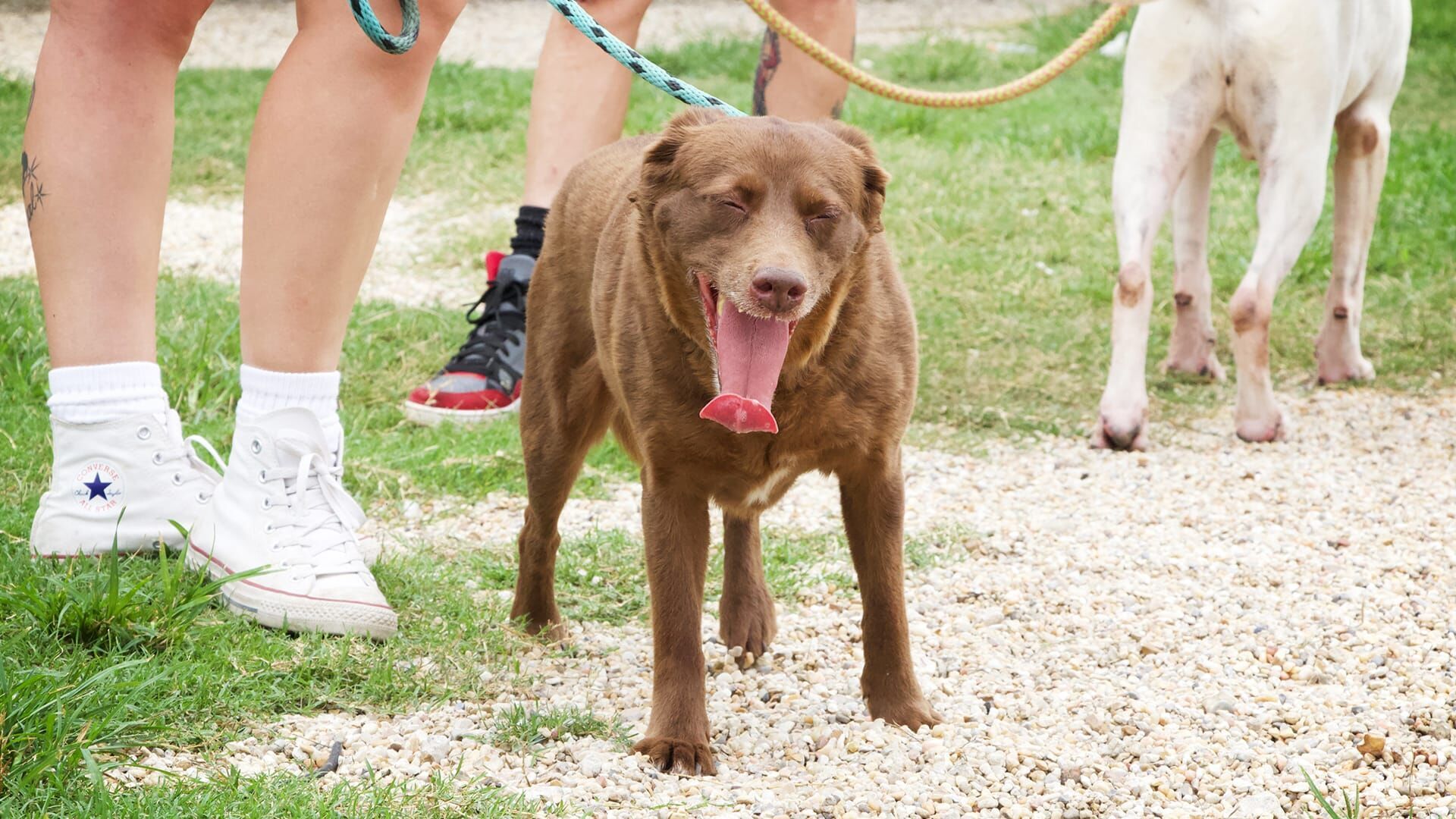 Pitbulls auf Bewährung