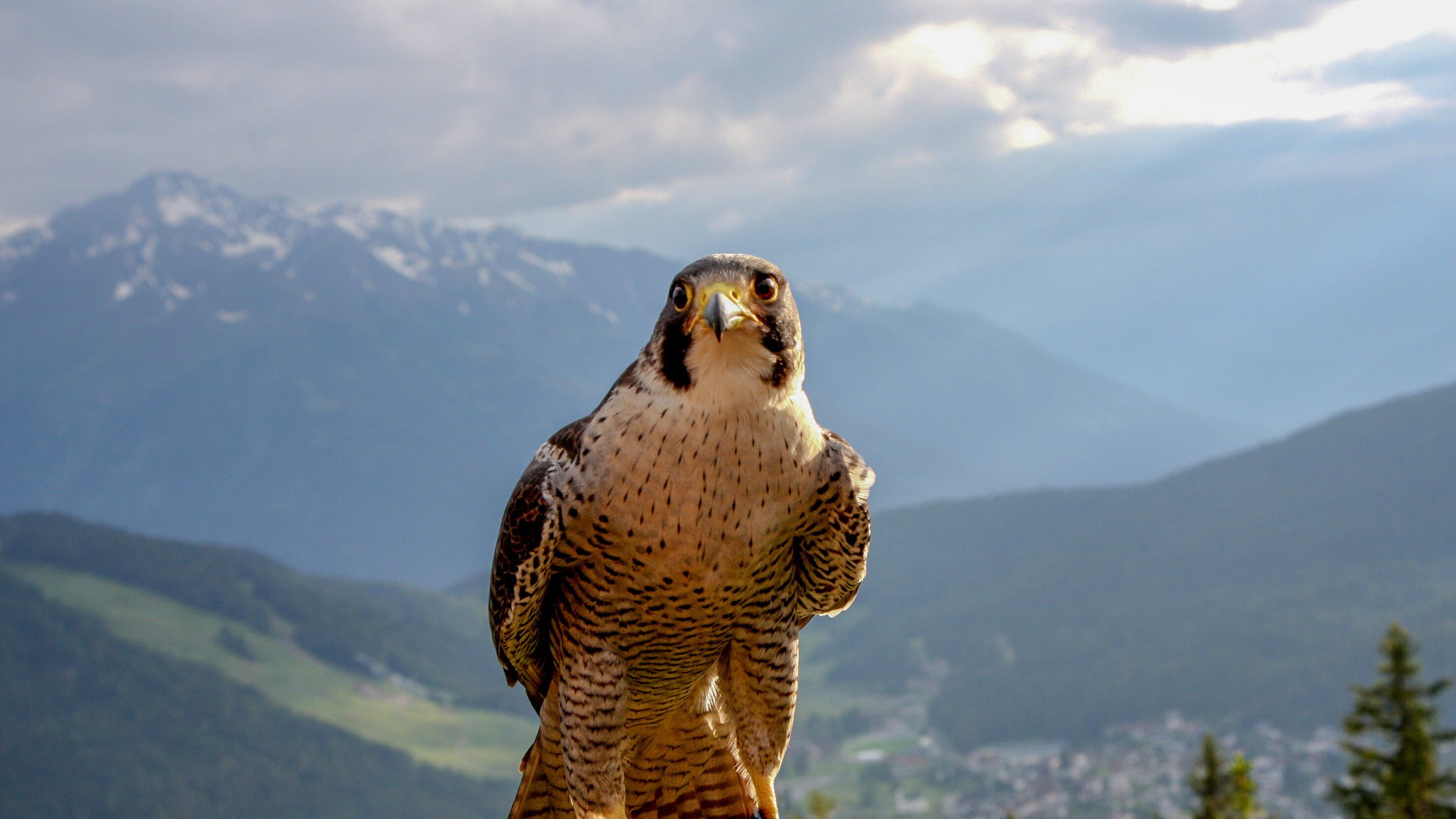 Naturparadies Seefeld – Im Reich des Wanderfalken