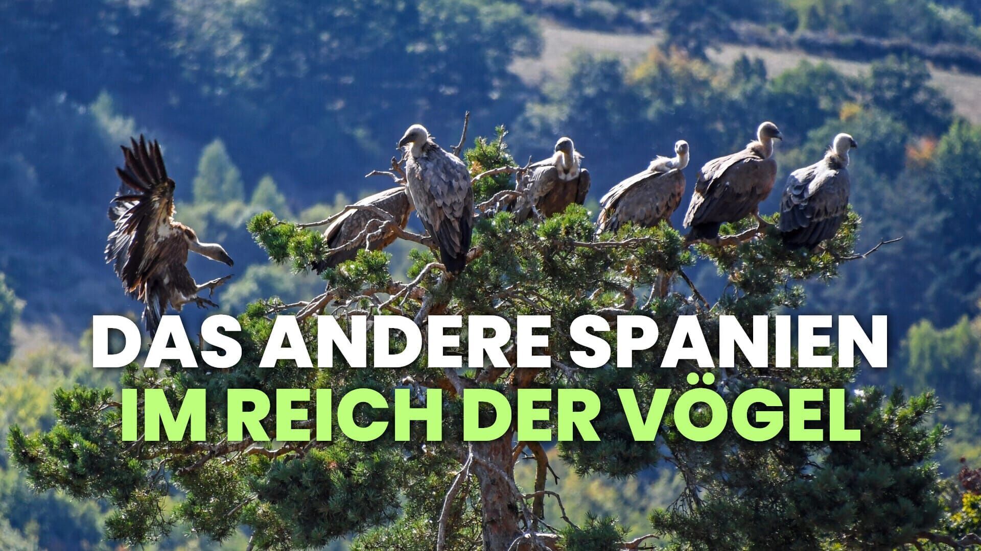 Das andere Spanien – Im Reich der Vögel