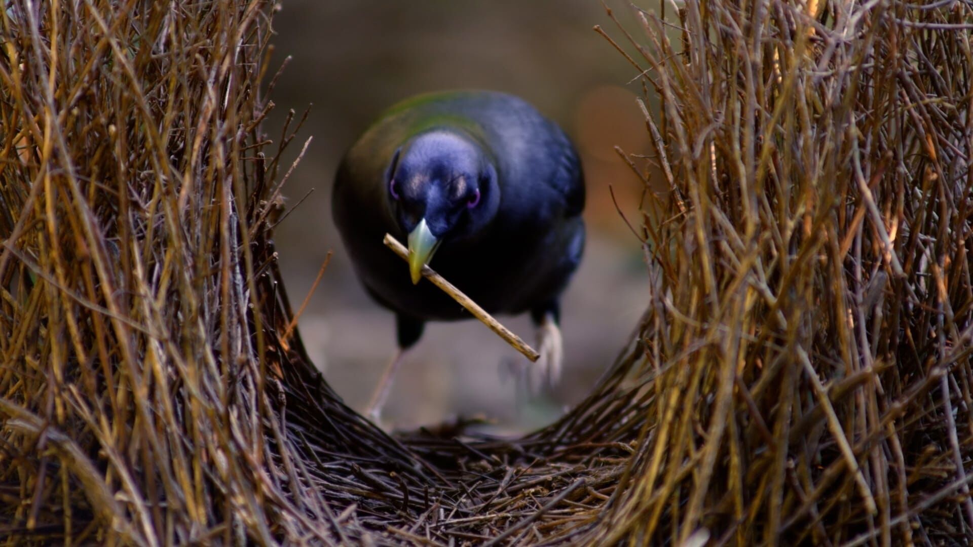 Tierische Überflieger