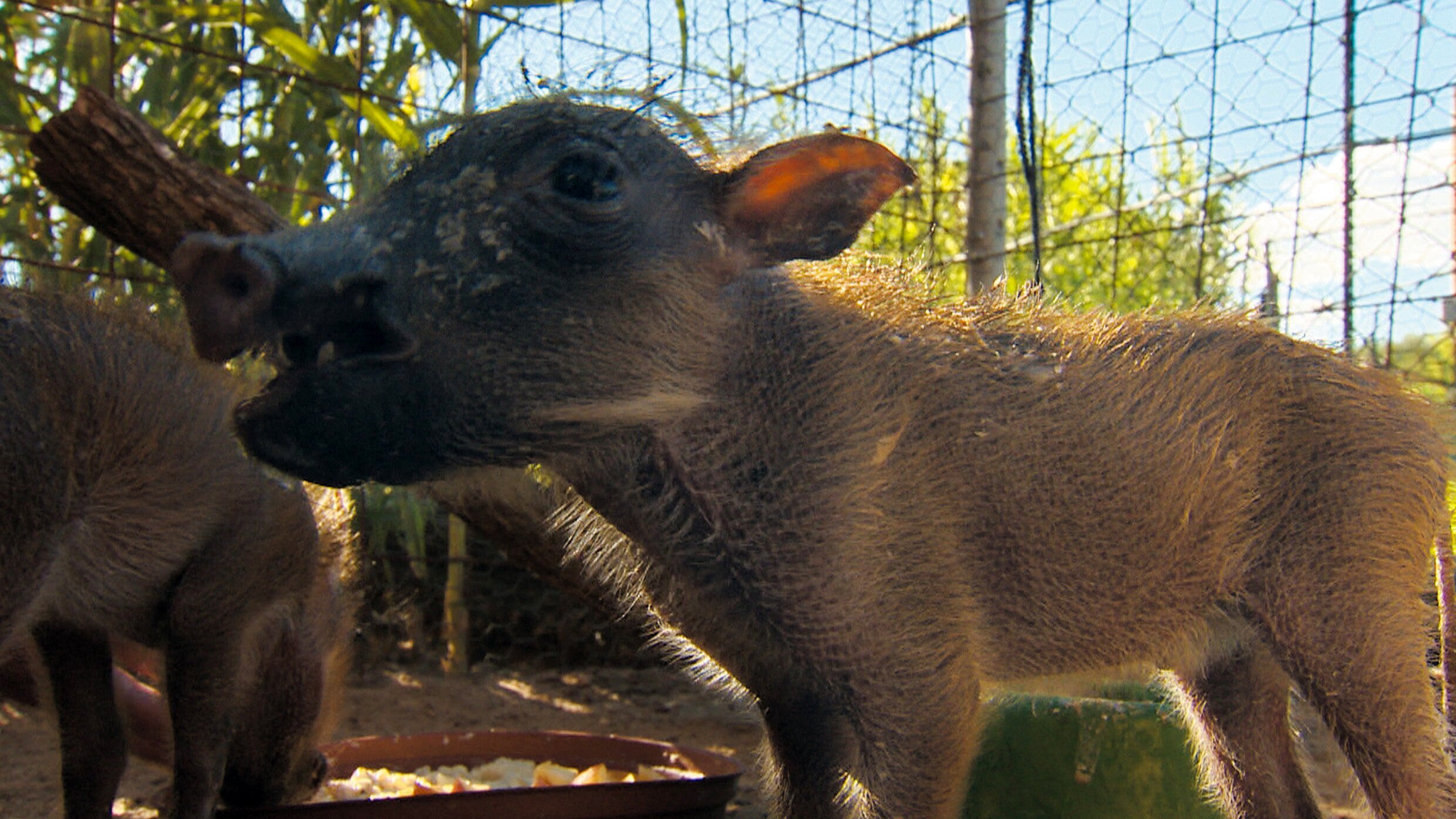 Das Waisenhaus für wilde Tiere