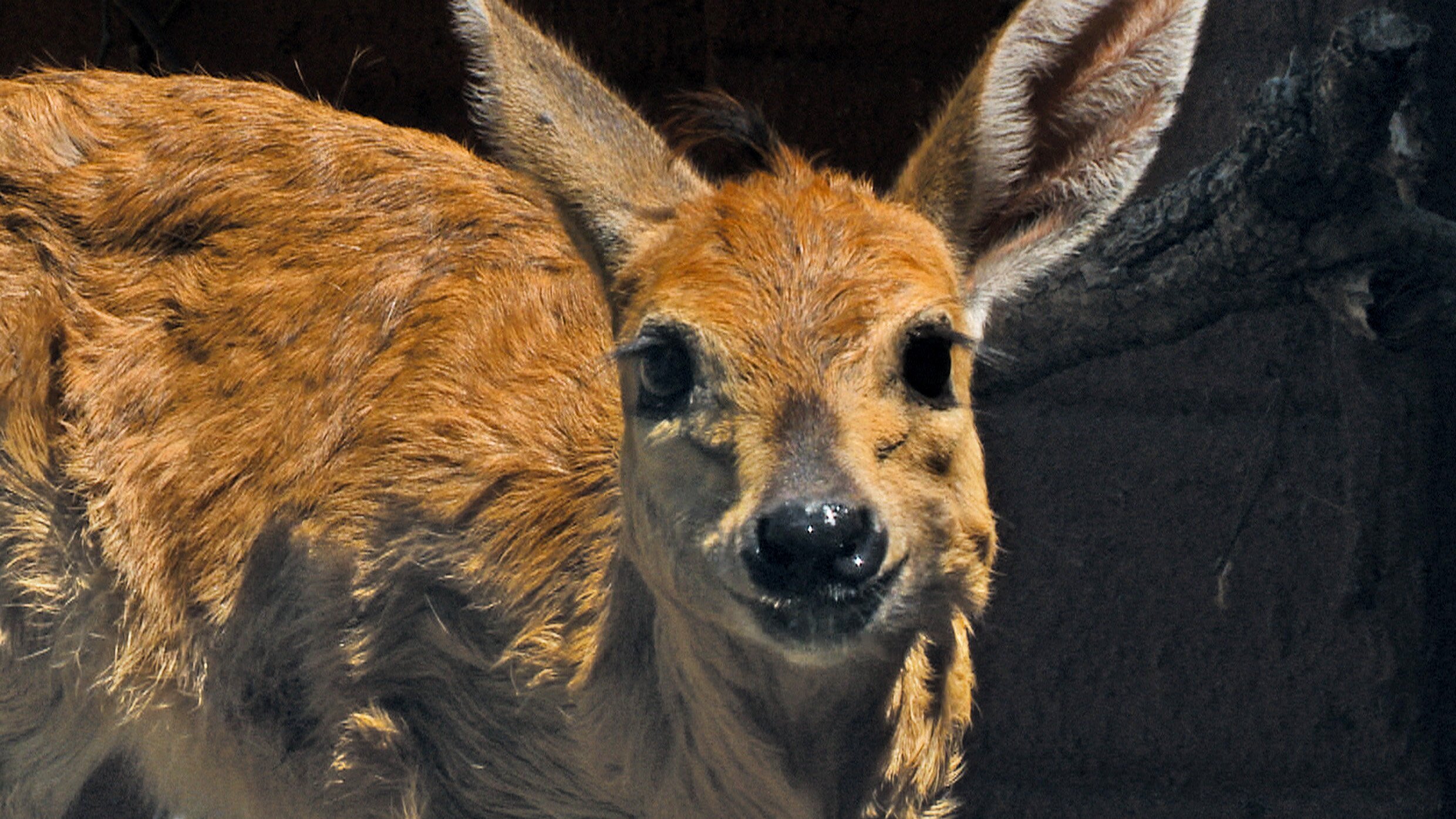 Das Waisenhaus für wilde Tiere – Abenteuer Afrika